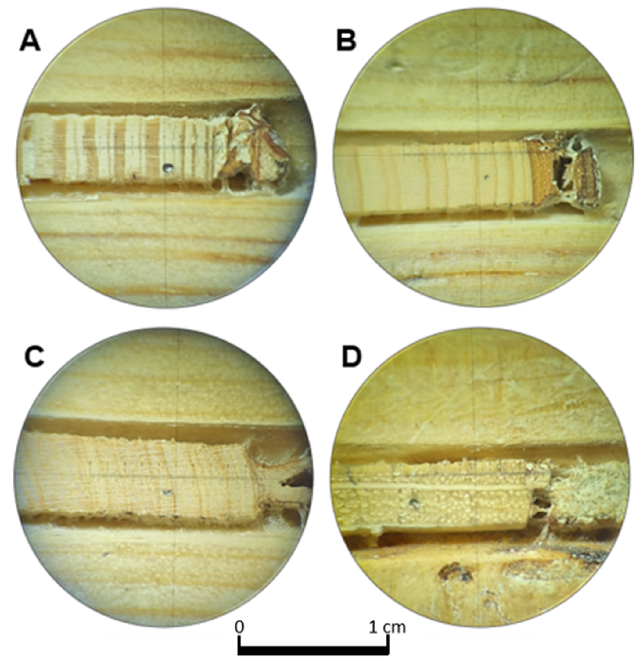 Forests 16 00633 g0a1