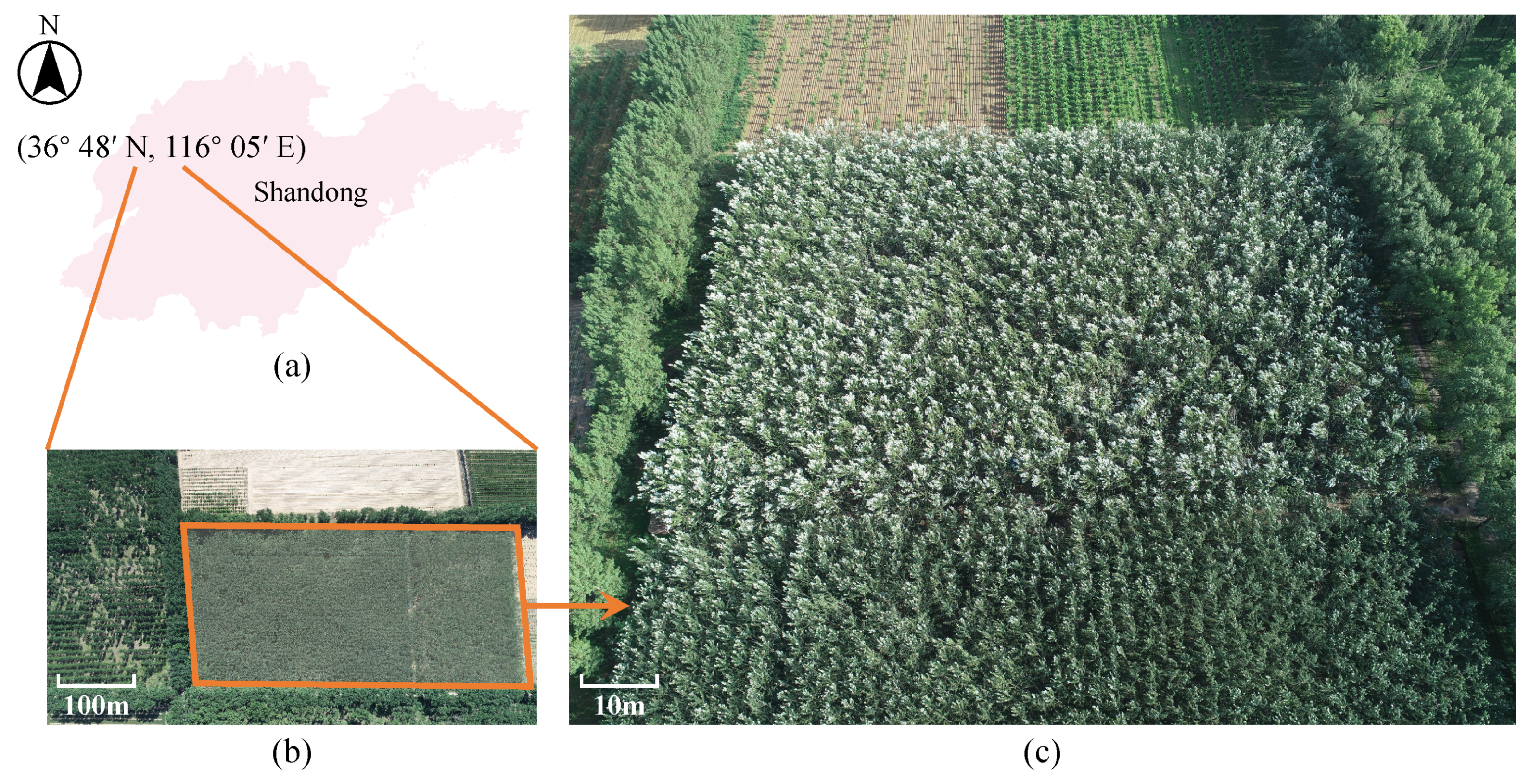 Forests 16 00635 g002