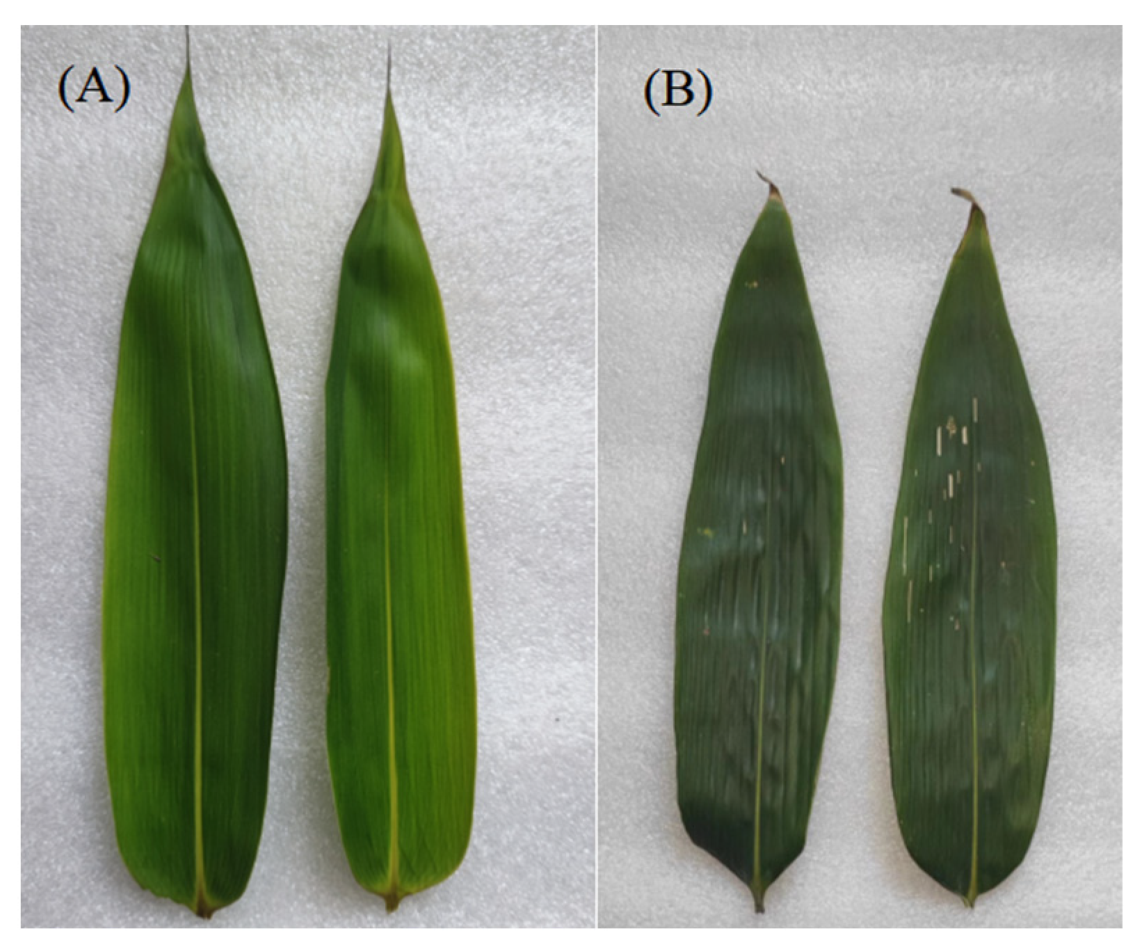Forests 16 00636 g001