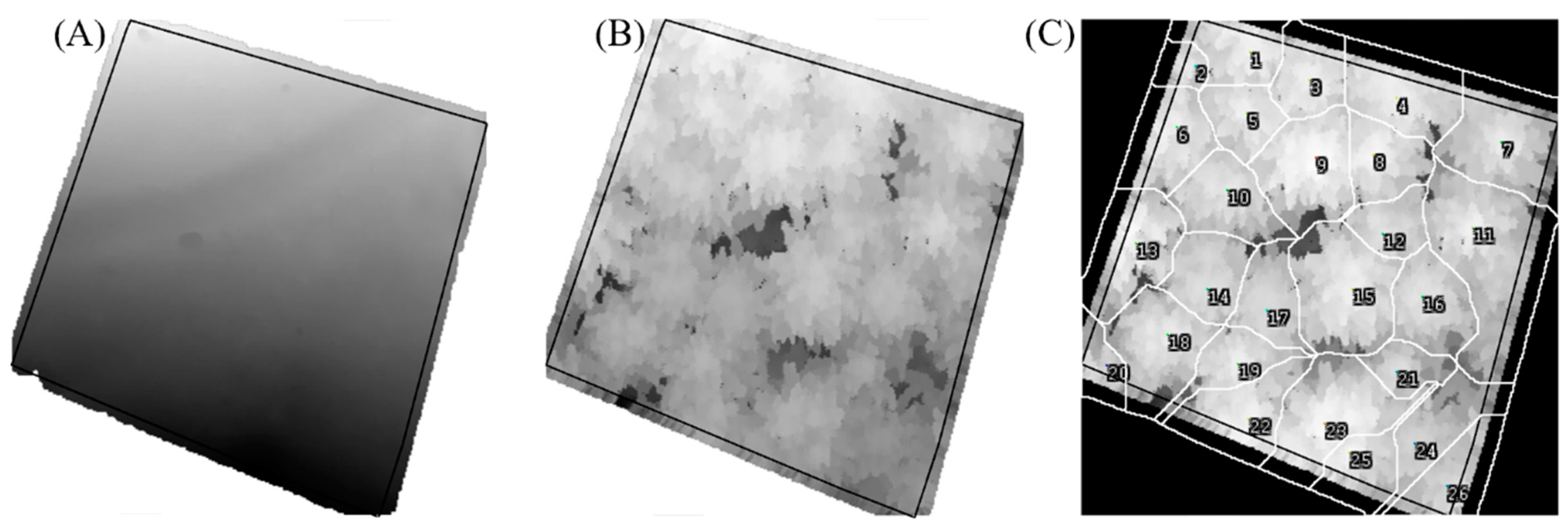 Forests 16 00643 g004