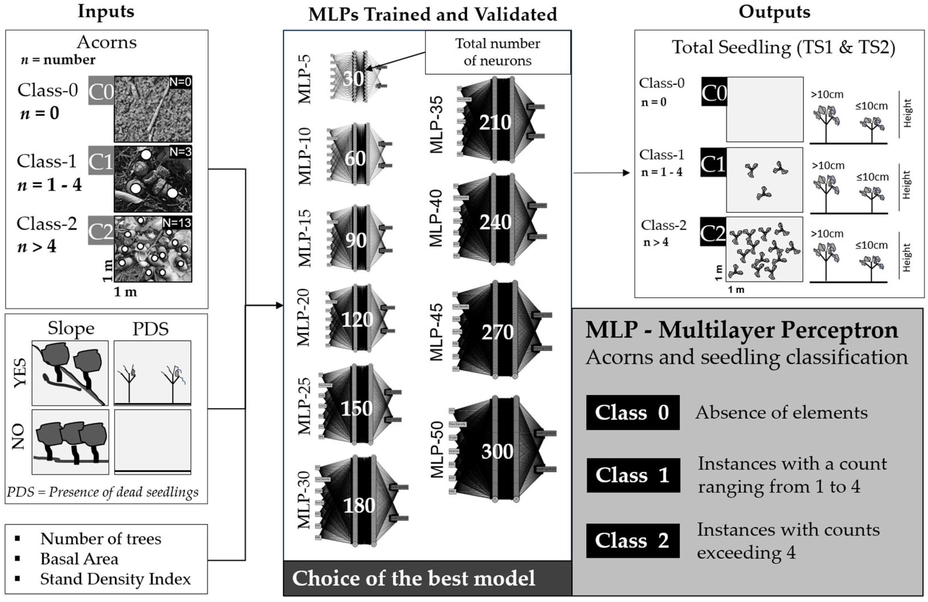 Forests 16 00645 g004