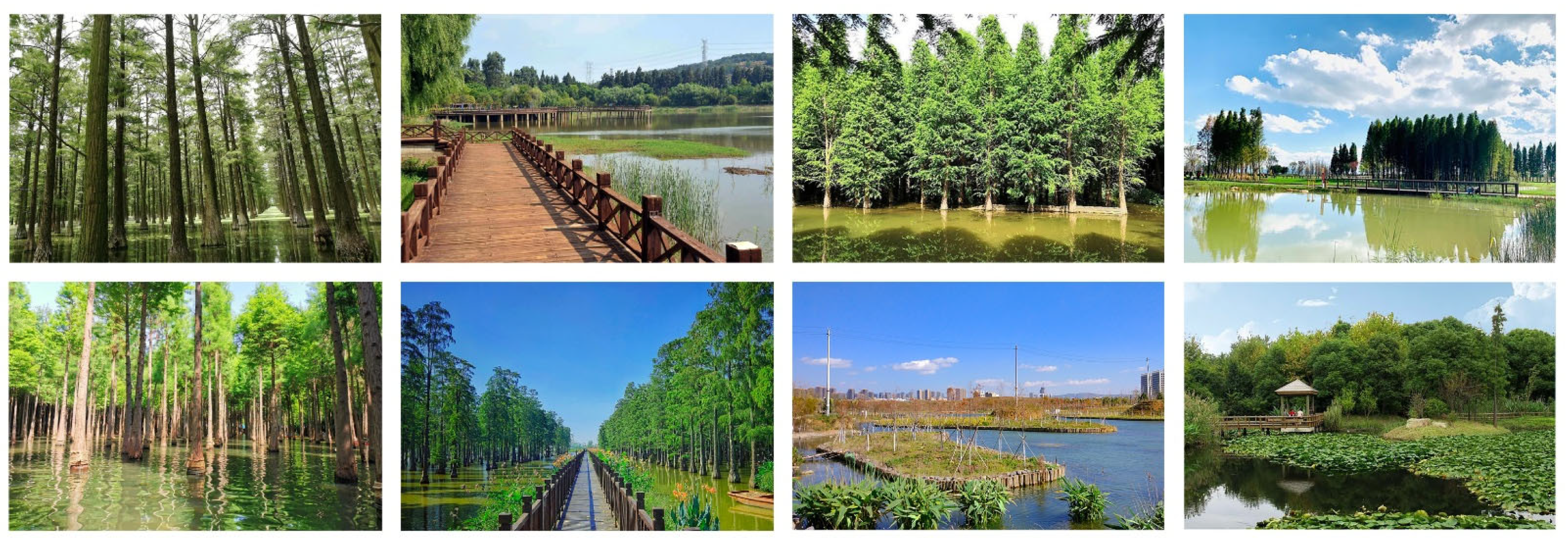 Forests 16 00648 g0a5