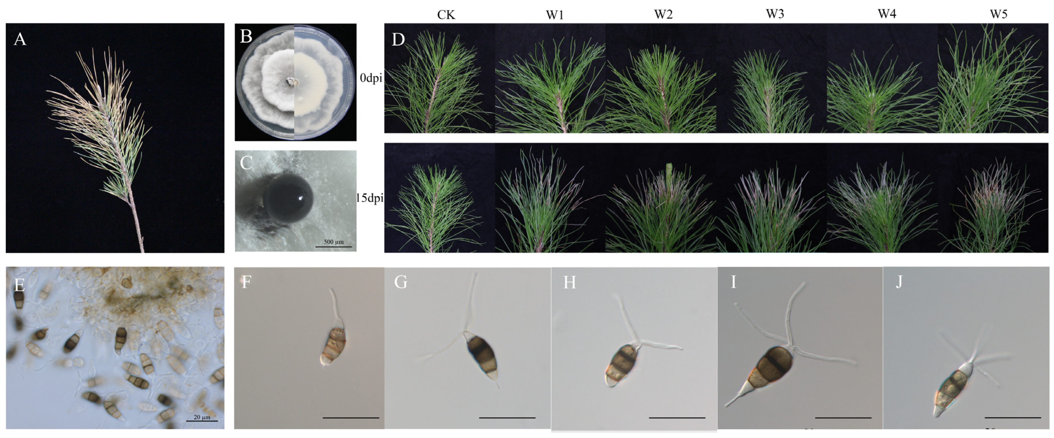 Endophytic Bacteria in Forest Protection: Pseudomonas