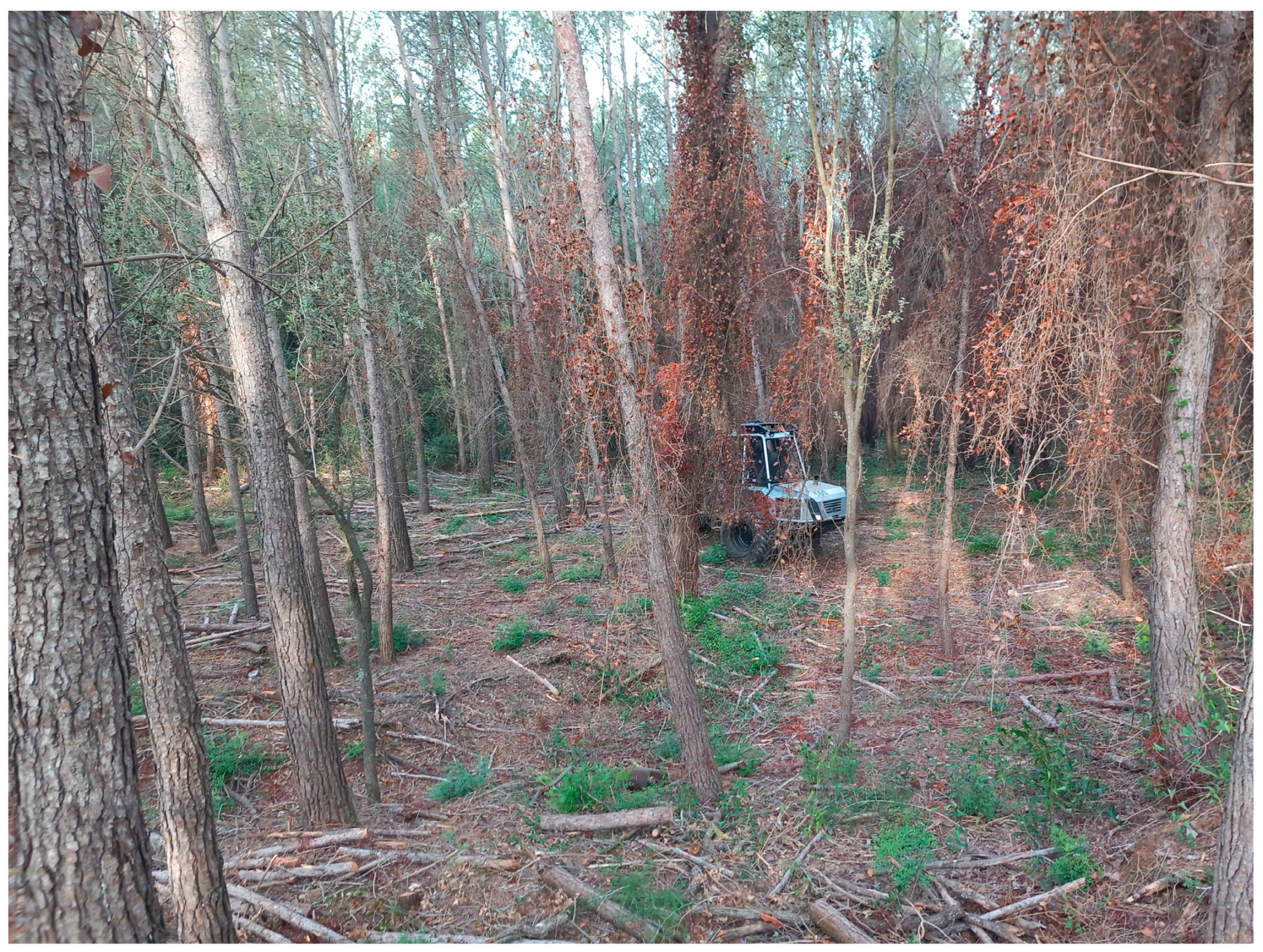 Forests 16 00652 g006