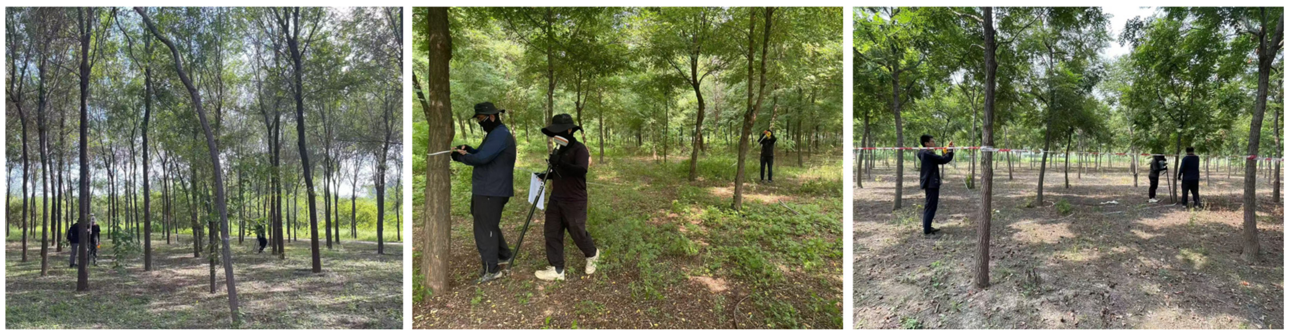 Forests 16 00667 g005