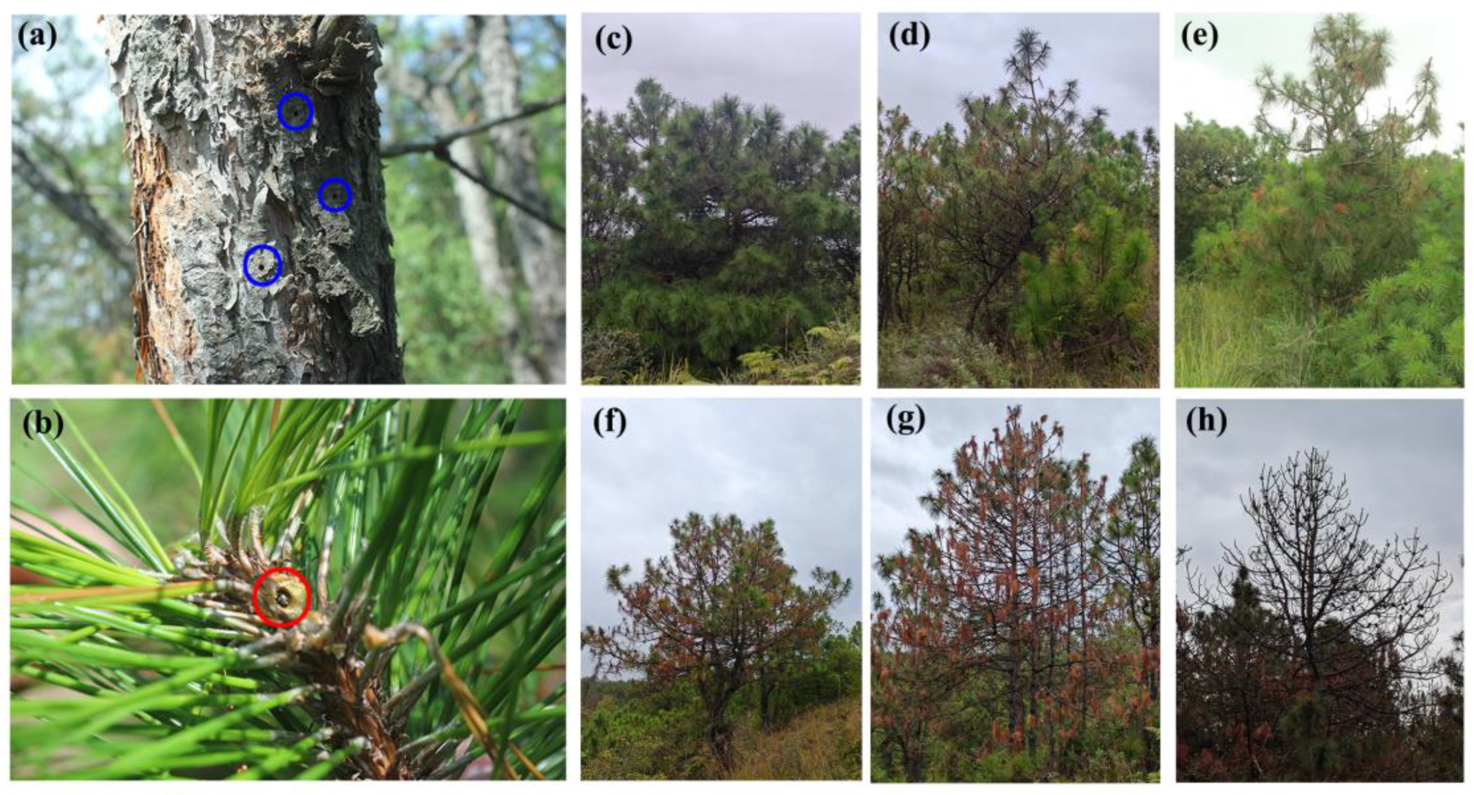 Forests 16 00668 g002