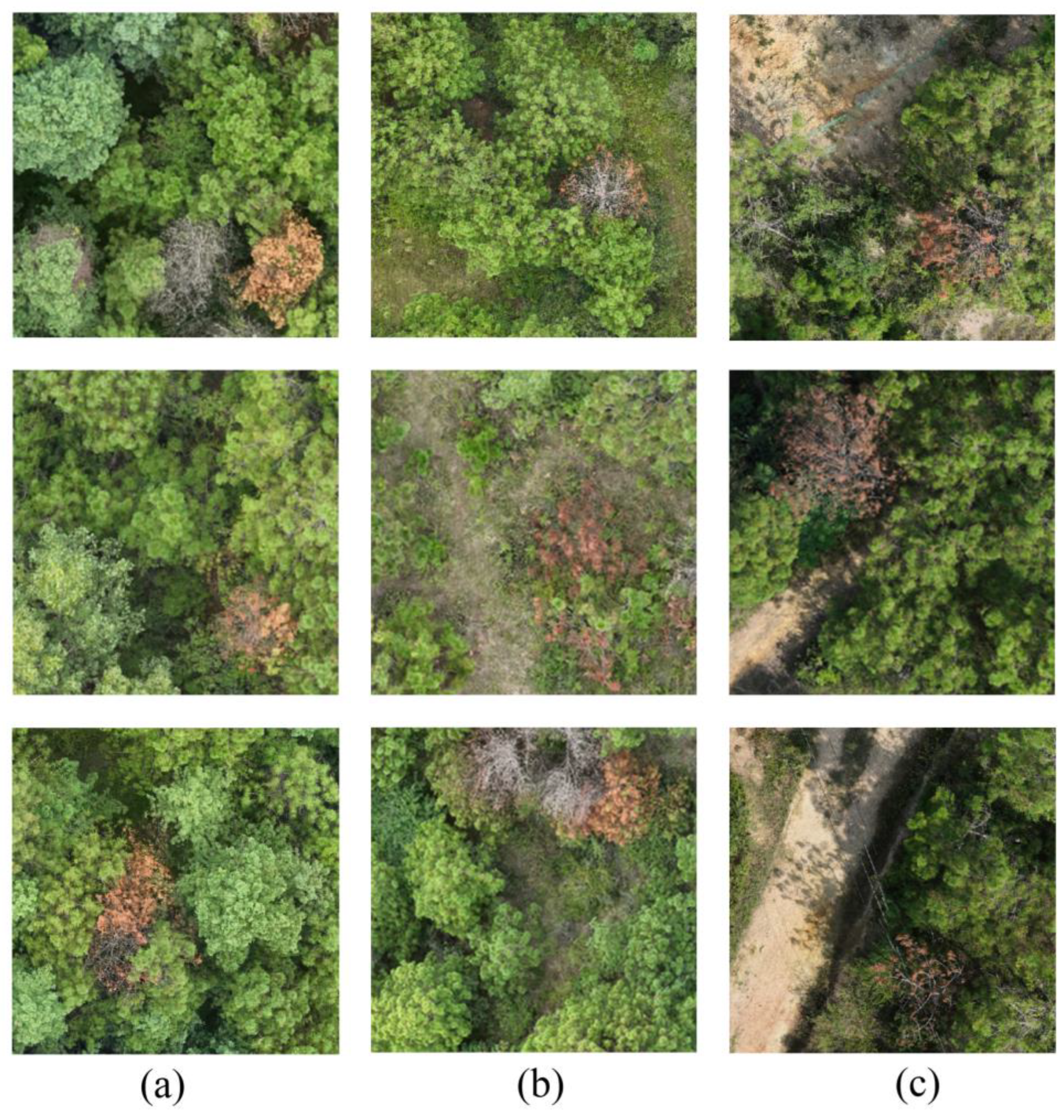 Forests 16 00668 g004