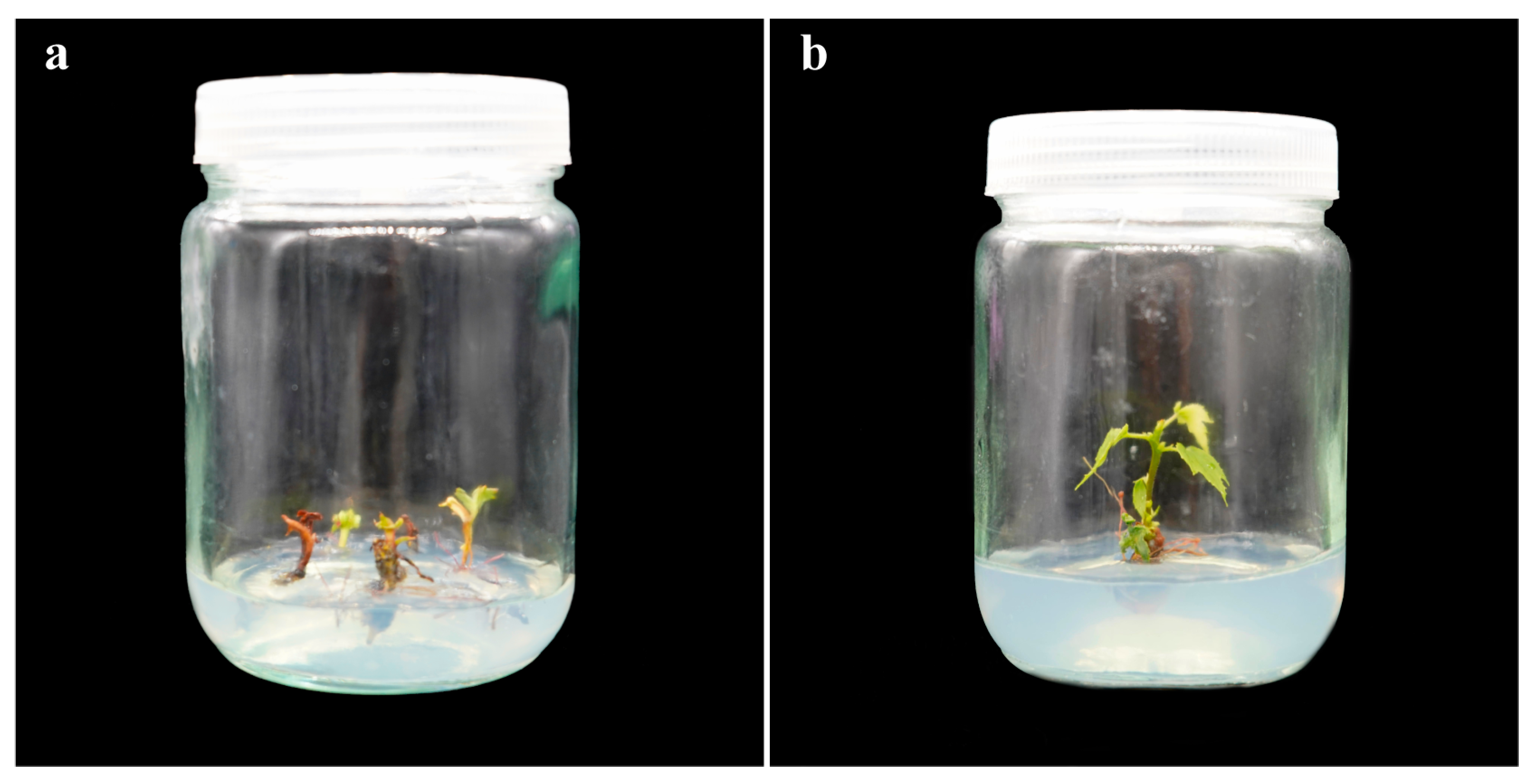 Forests 16 00670 g004