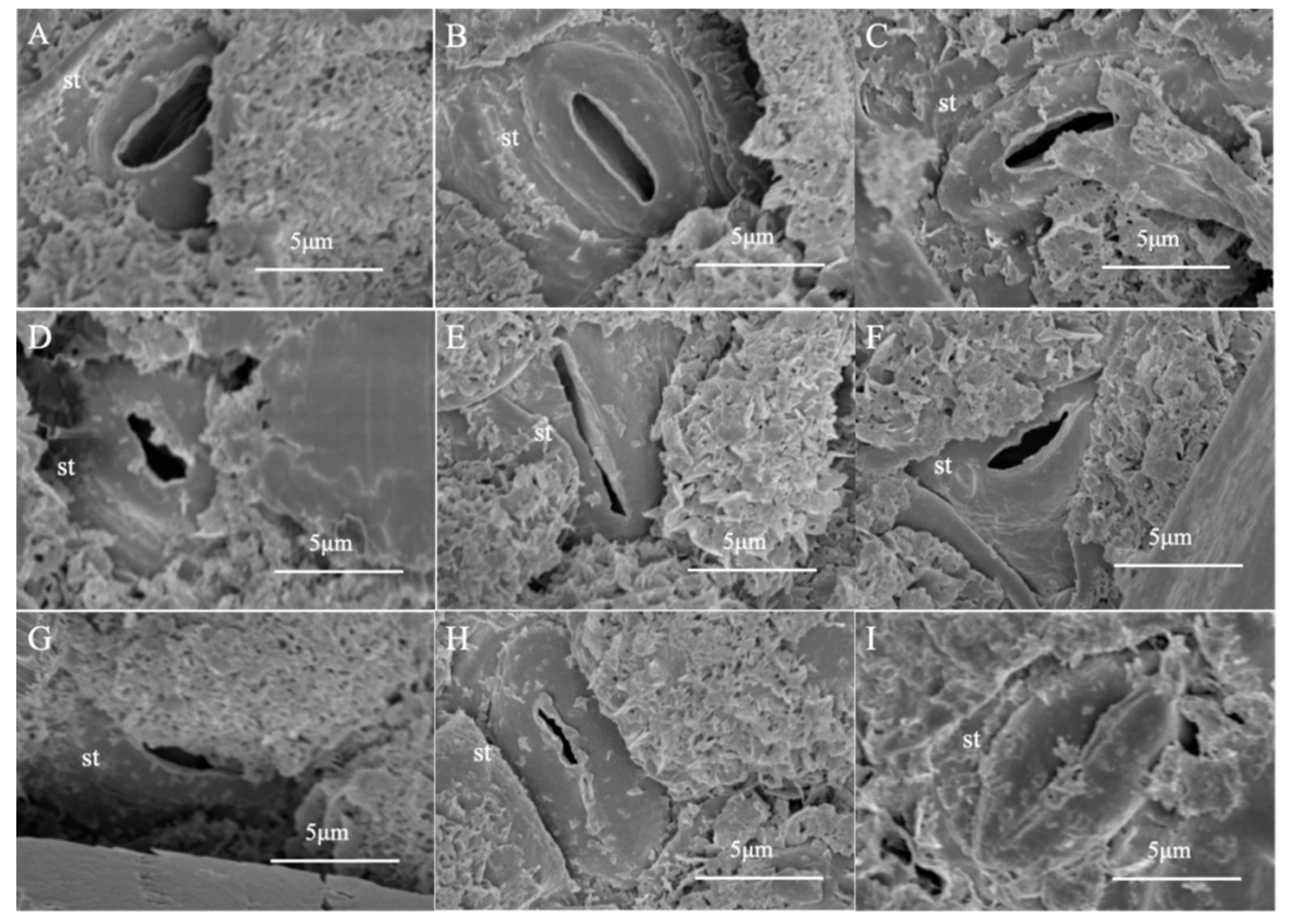 Forests 16 00695 g001