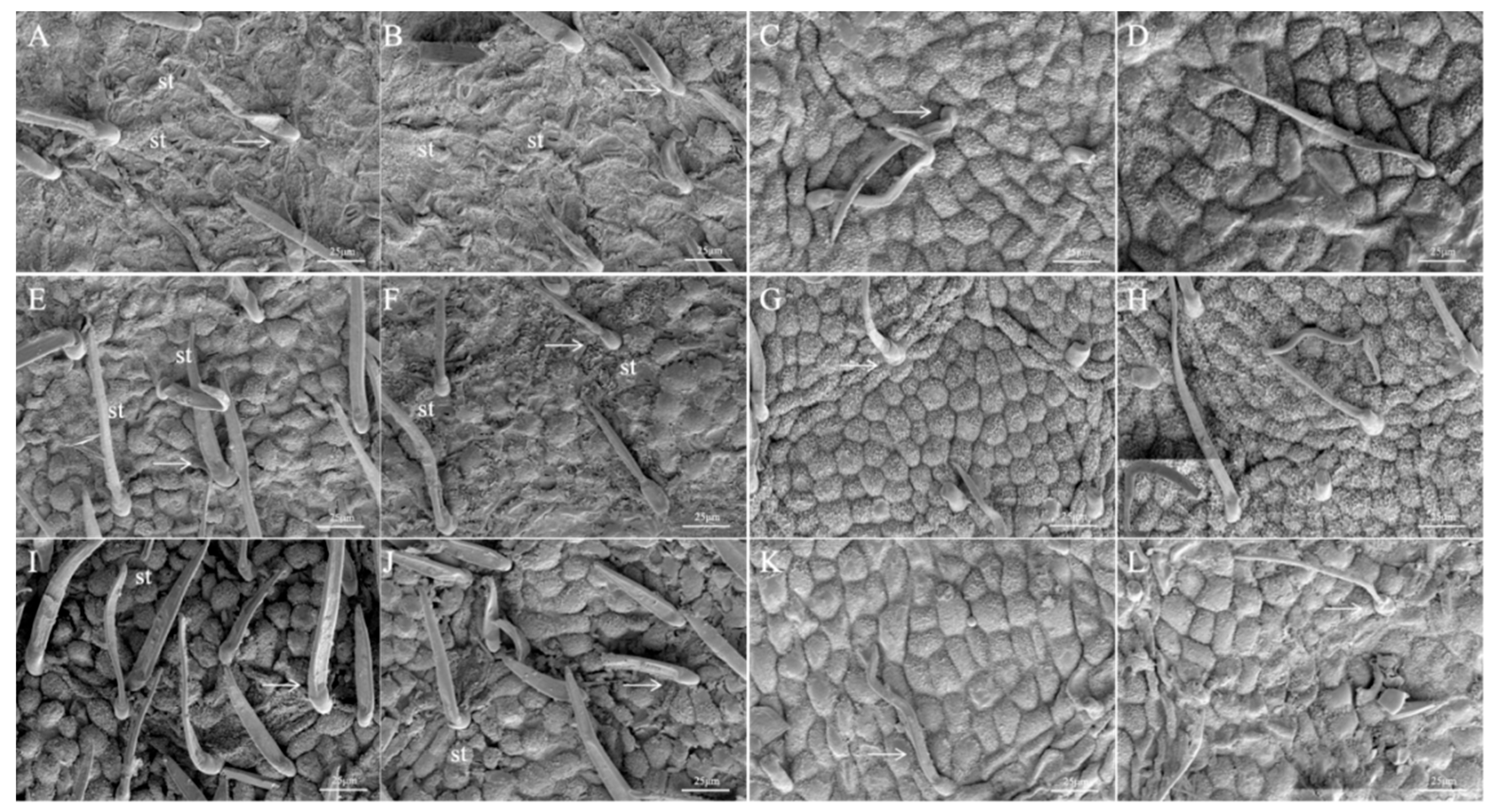 Forests 16 00695 g002
