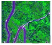 Forests 16 00707 i019