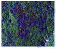 Forests 16 00707 i021