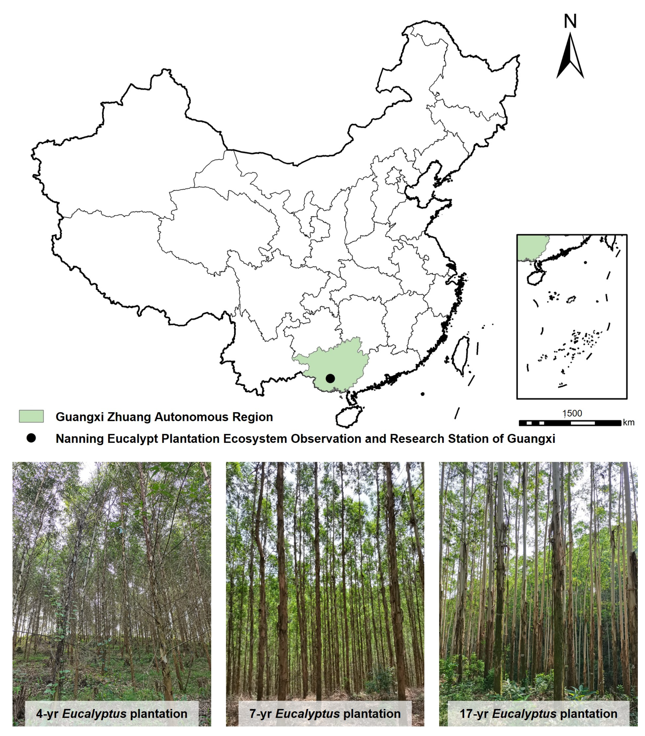 Seasonal Water Use Patterns of Eucalyptus with Different