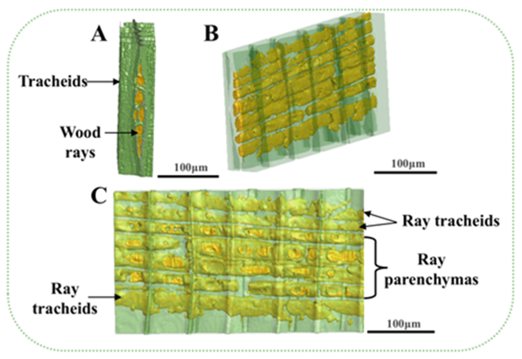 Forests 16 00710 g011