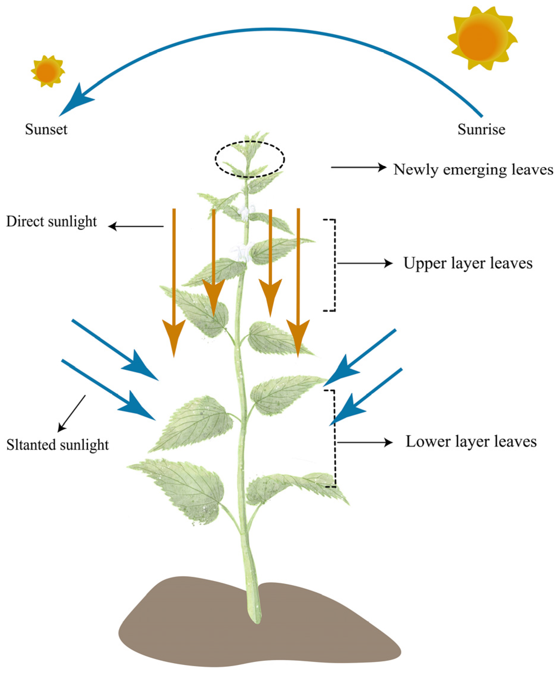 Forests 16 00724 g005