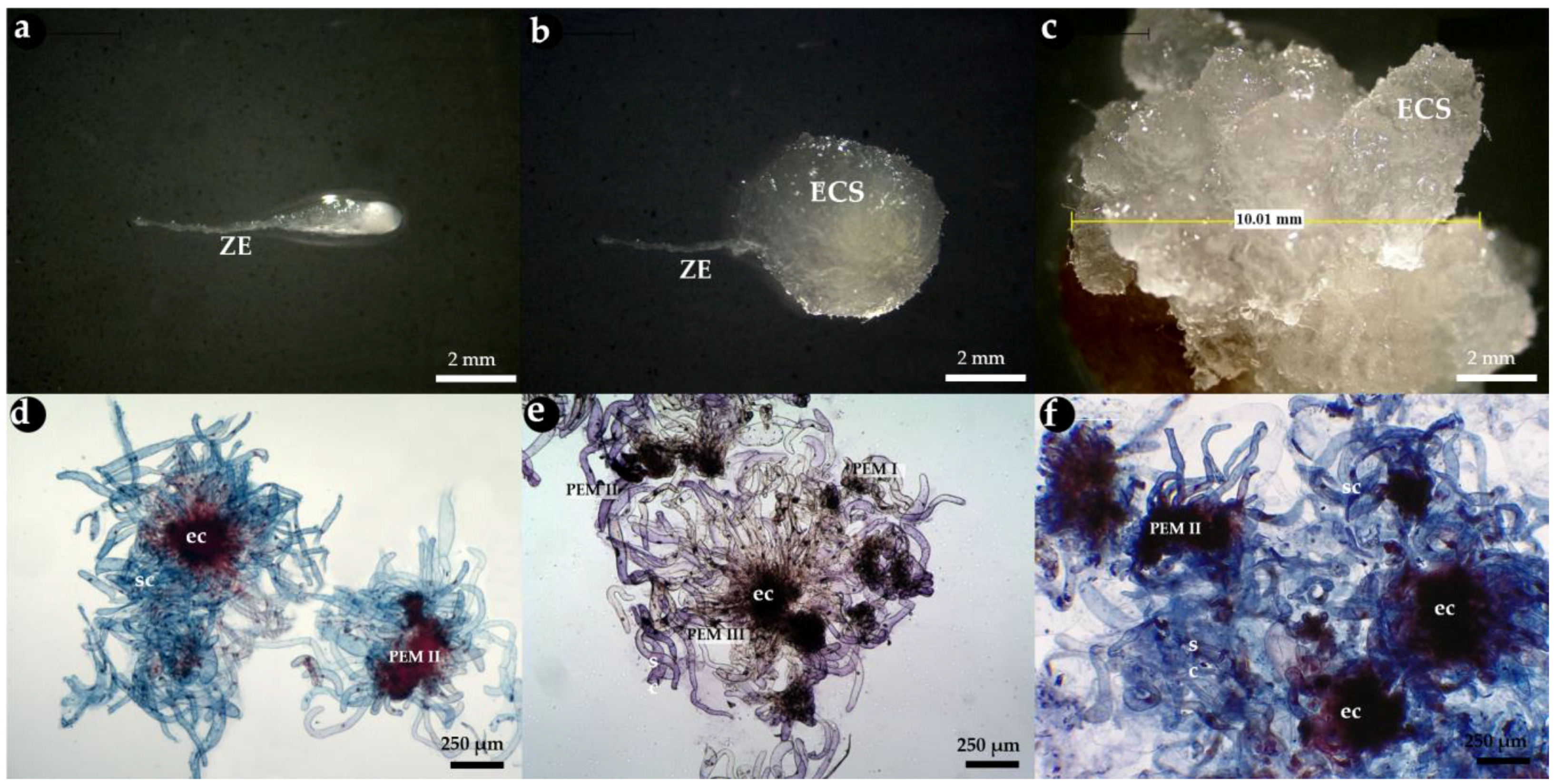Forests 16 00732 g001