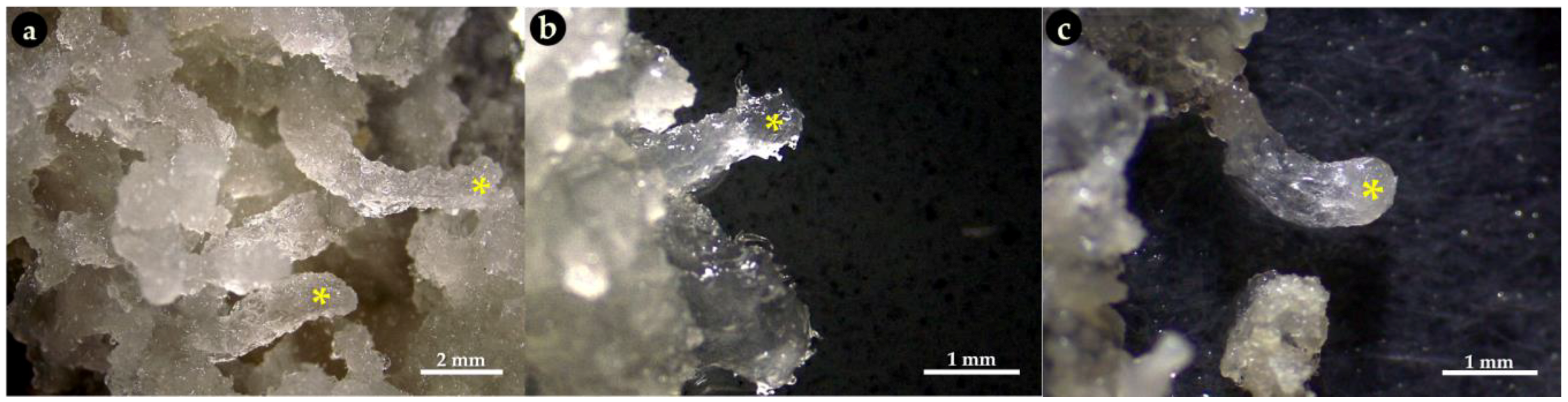 Forests 16 00732 g003