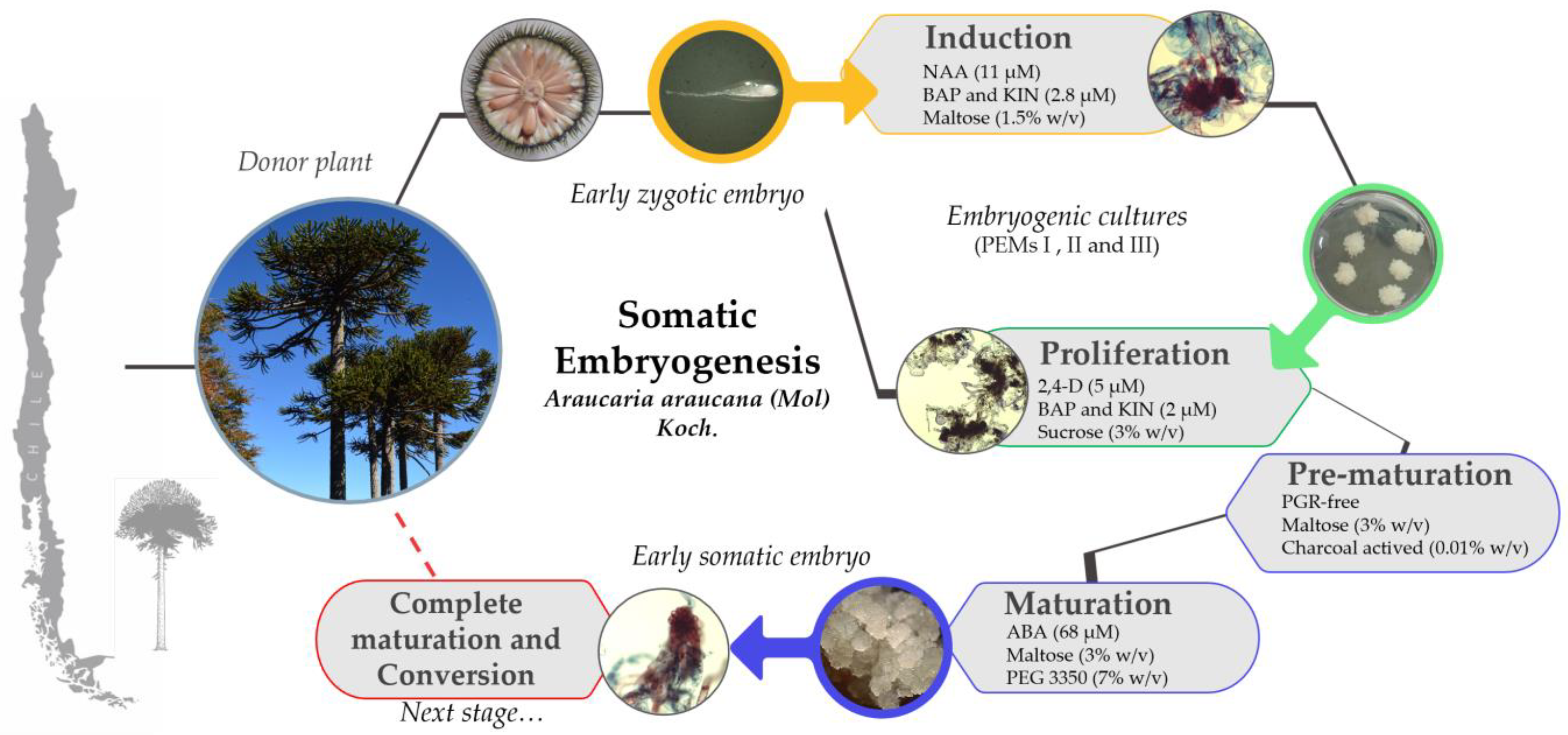 Forests 16 00732 g0a1