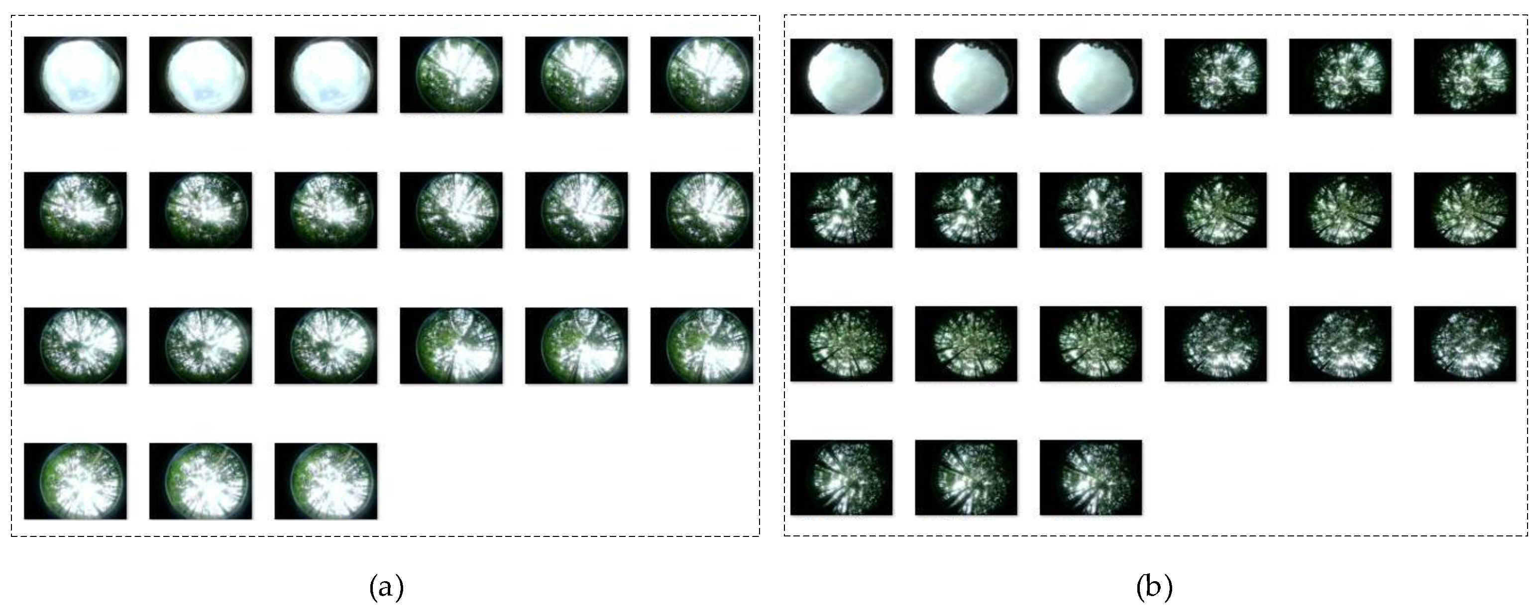 Forests 16 00736 g004