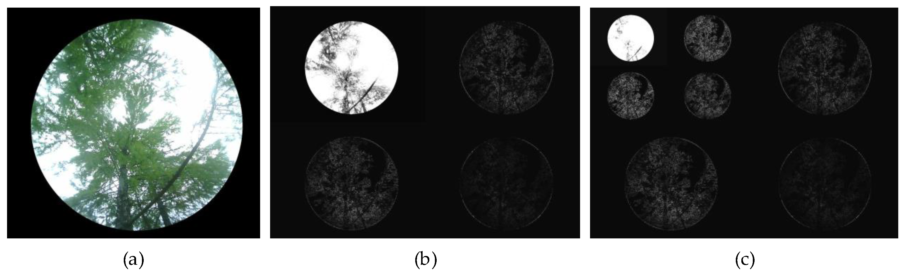 Forests 16 00736 g007