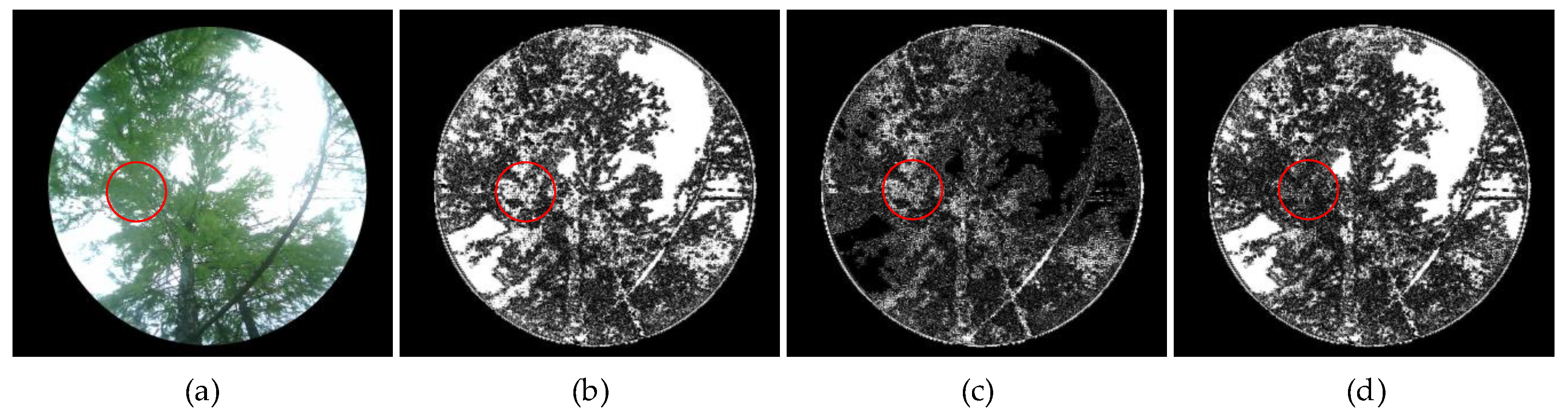 Forests 16 00736 g011