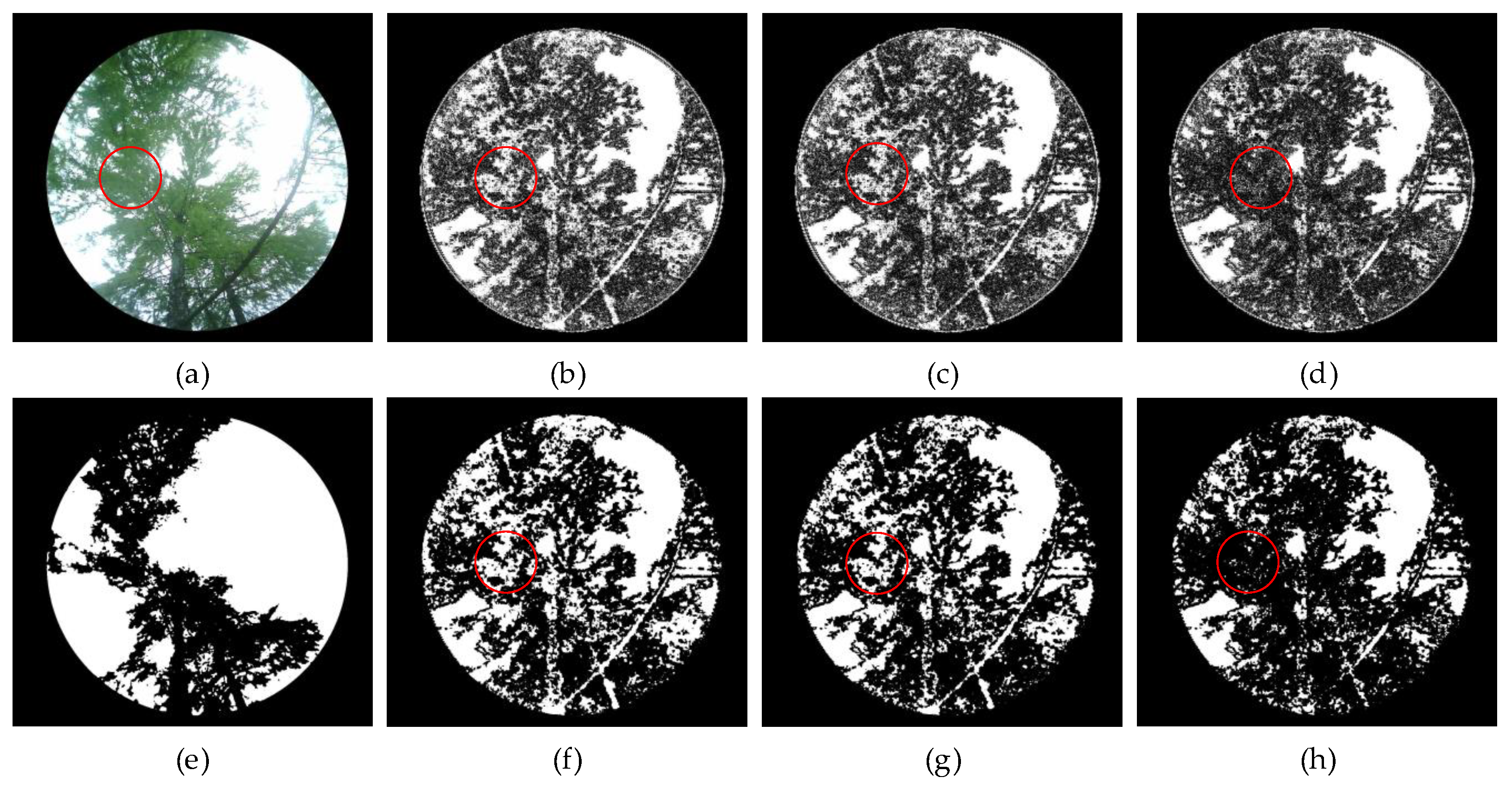 Forests 16 00736 g012