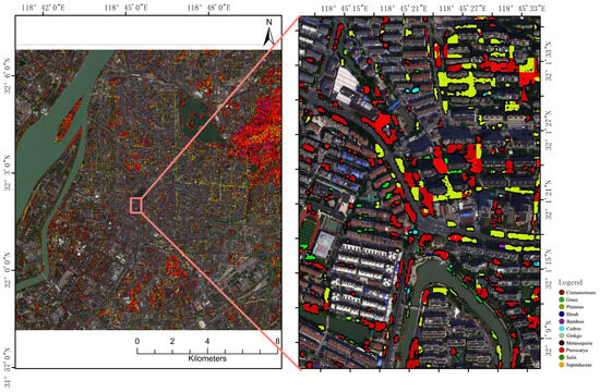 Deep Learning-Based Urban Tree Species Mapping with High