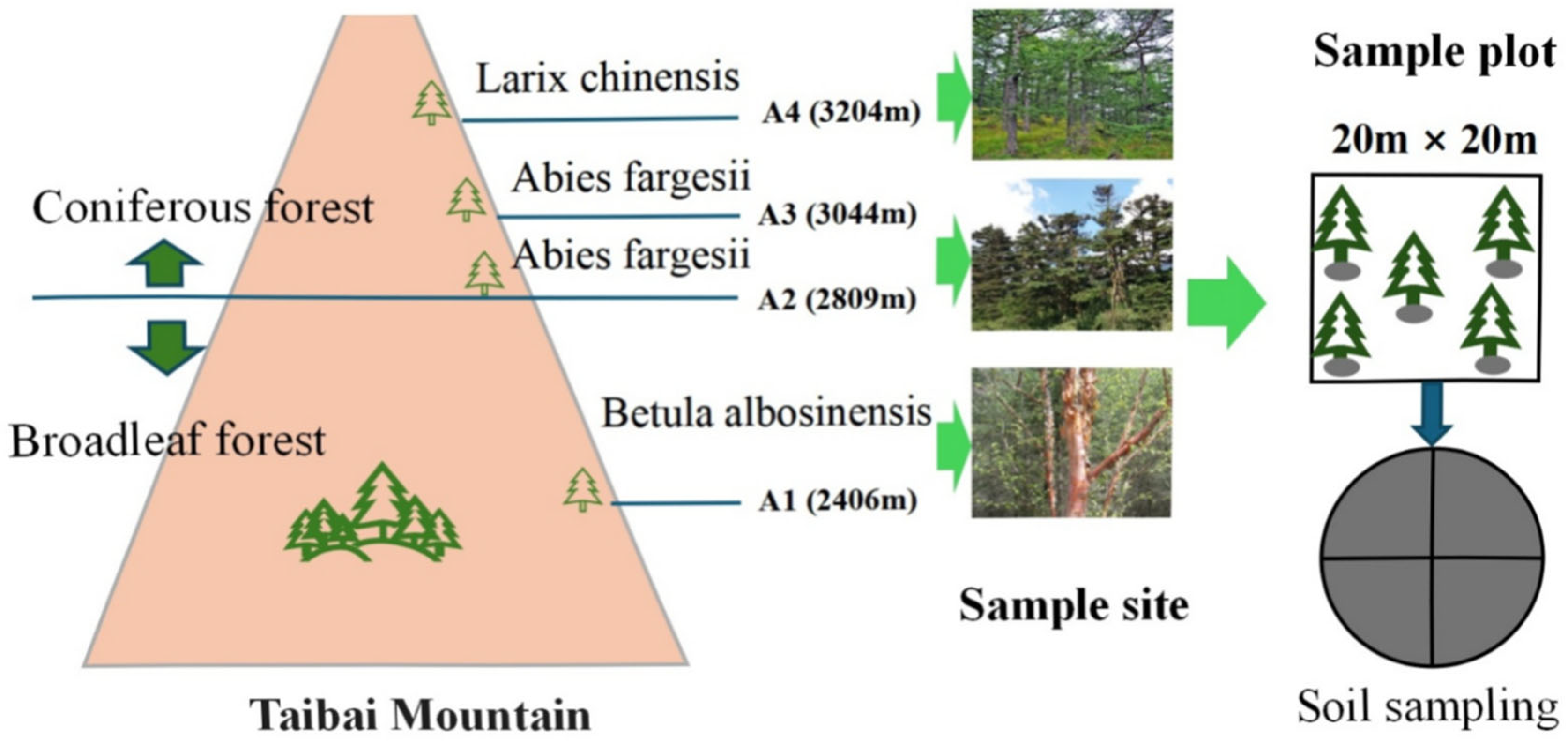 Forests 16 00814 g001