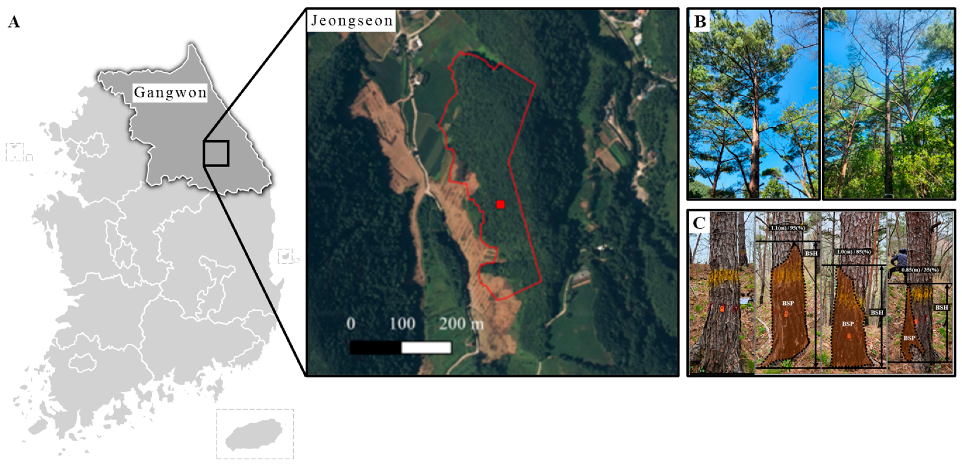 Forests 16 00817 g001