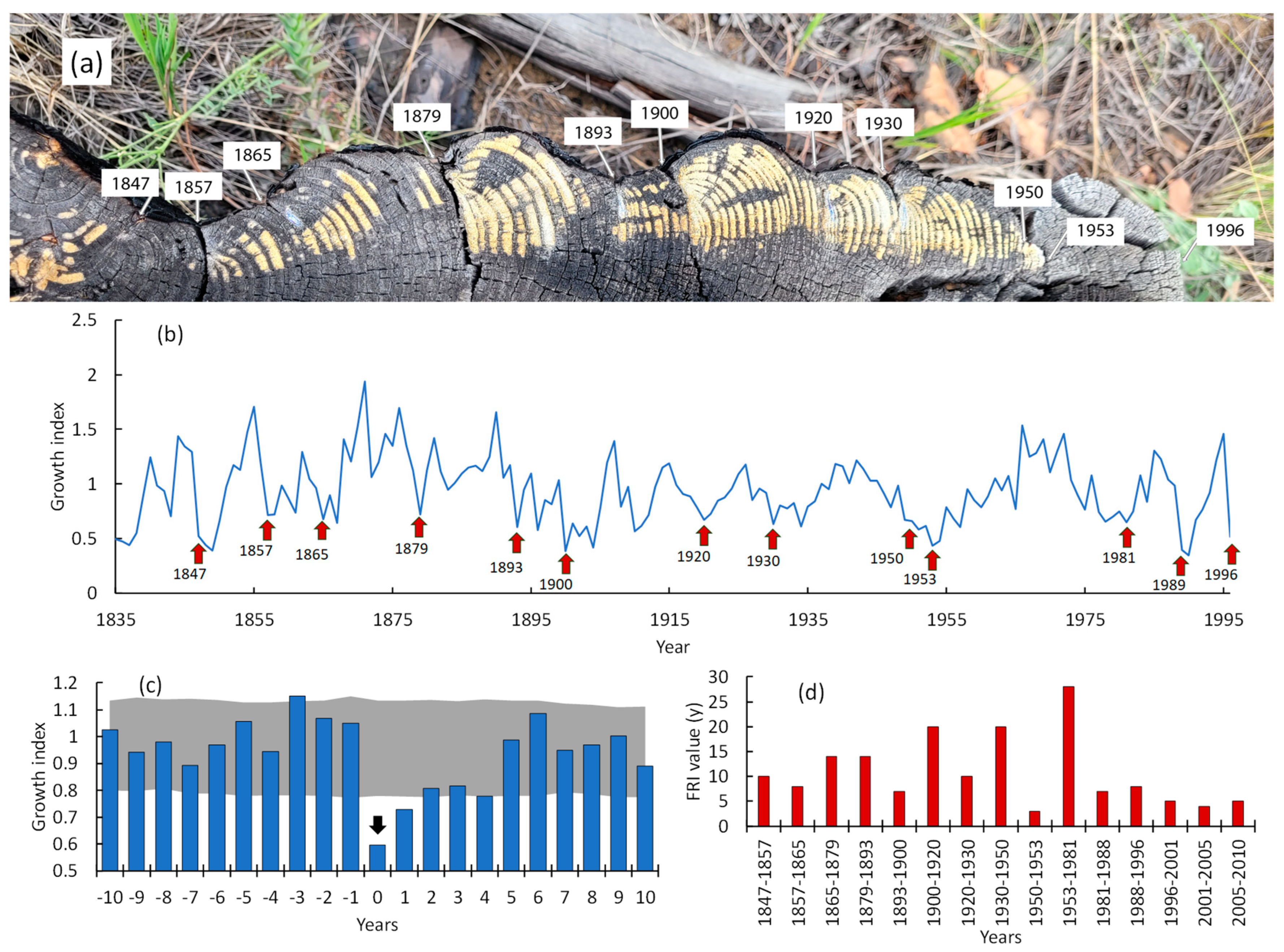 Forests 16 00819 g014