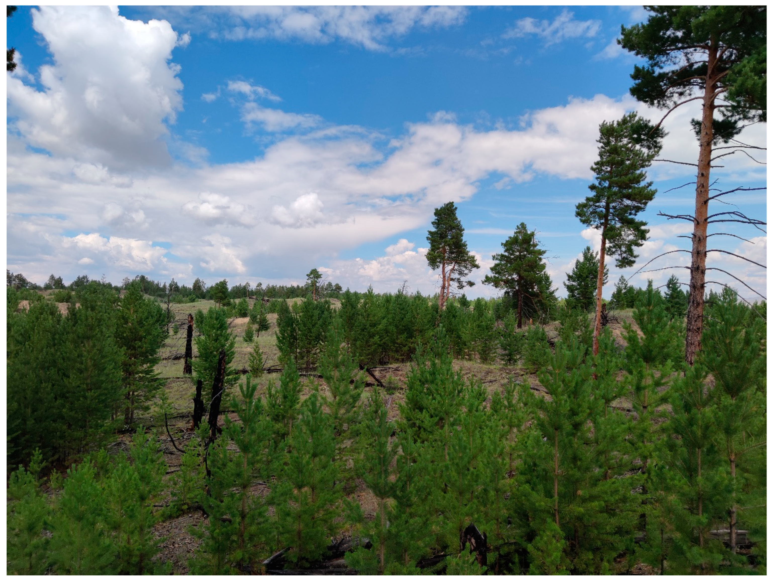 Forests 16 00819 g015