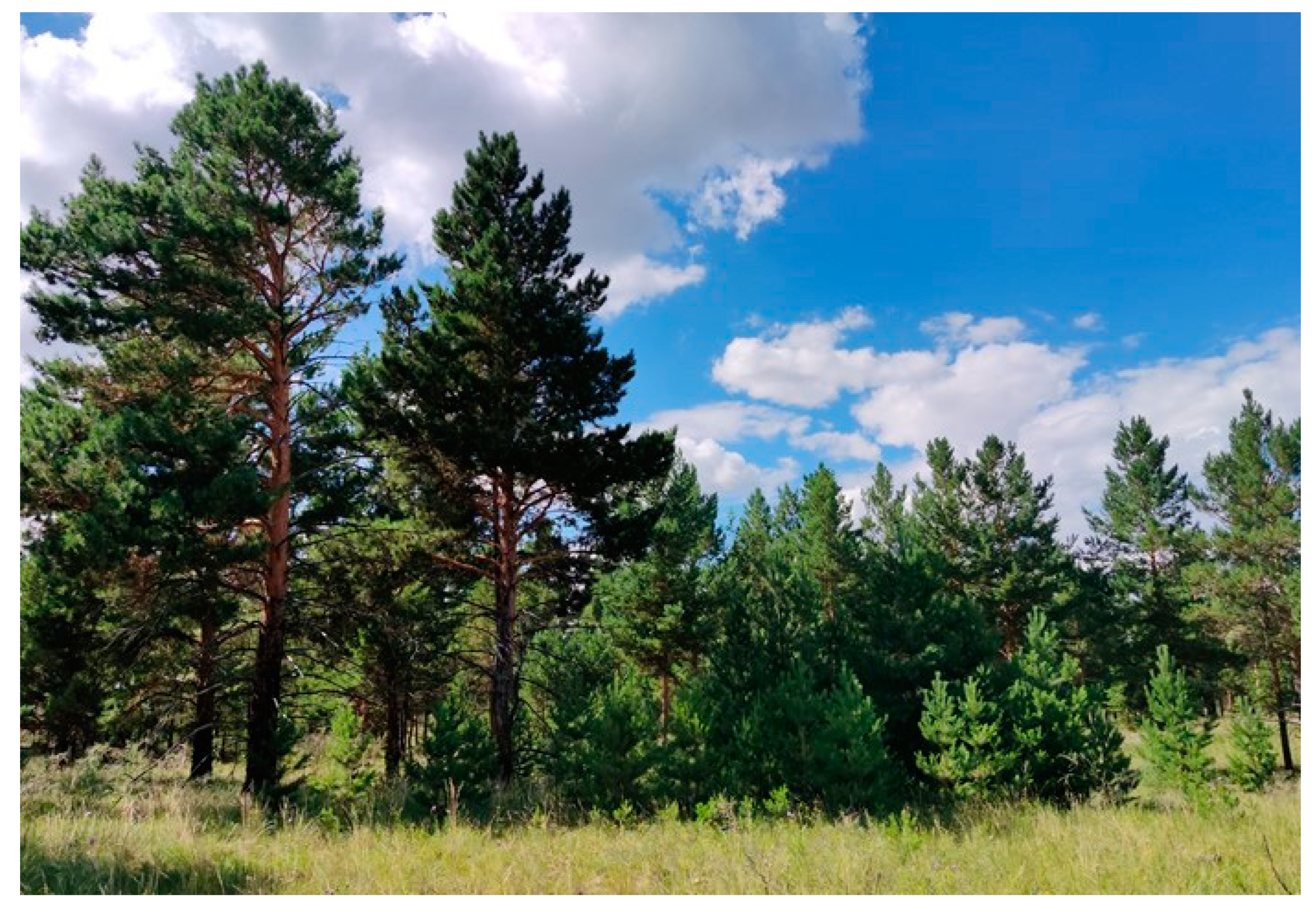 Forests 16 00819 g0a2