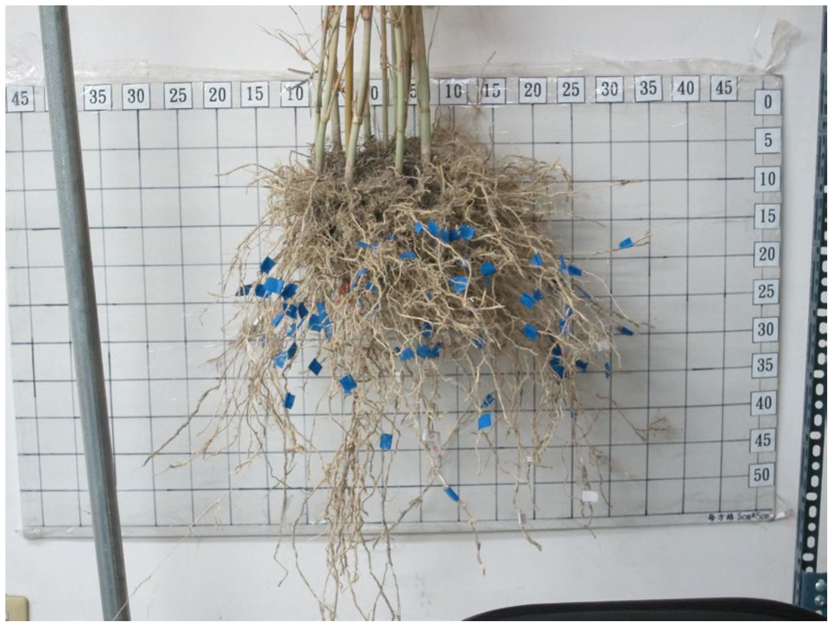 Forests 16 00832 g003