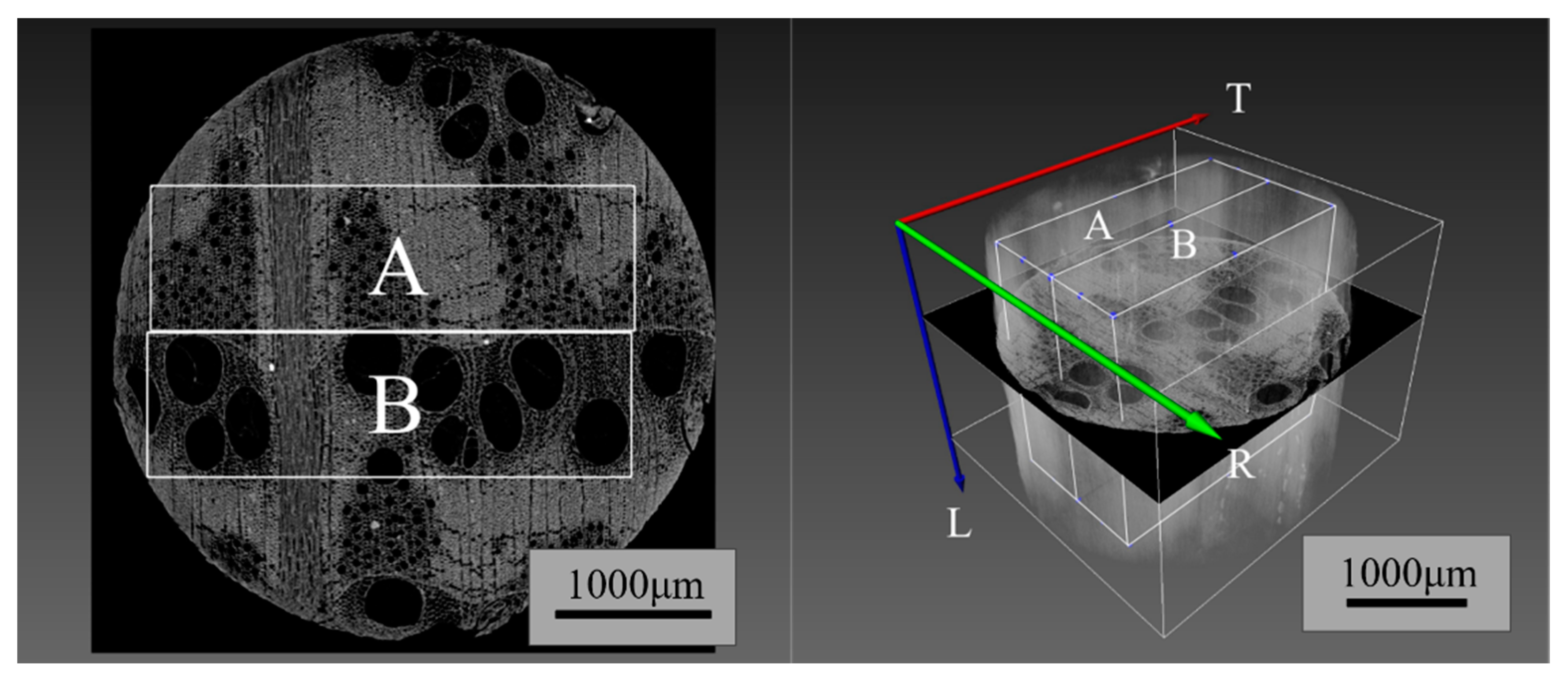 Forests 16 00834 g003