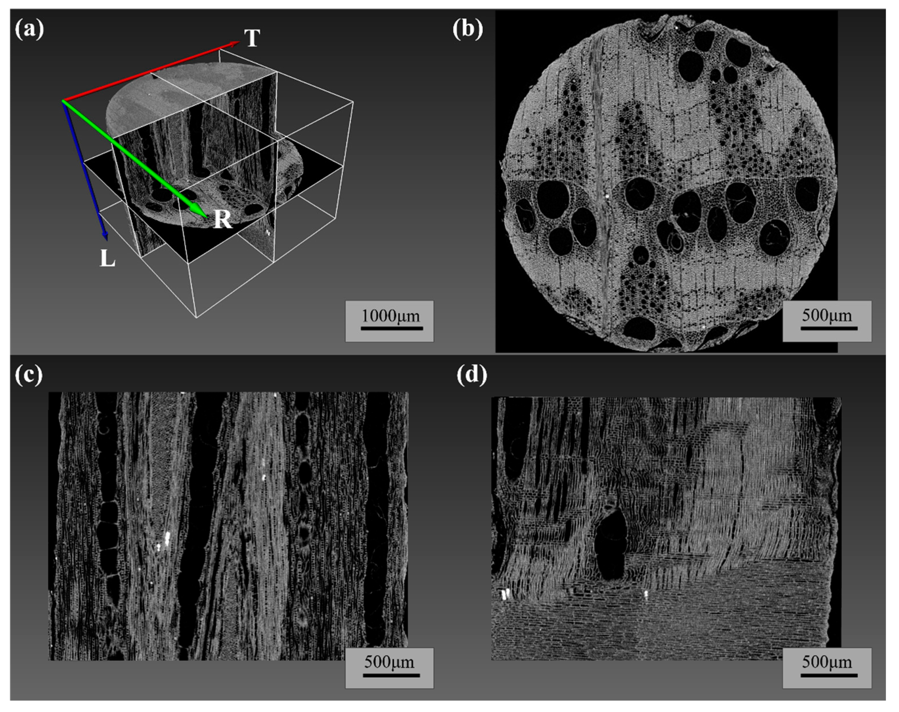 Forests 16 00834 g005