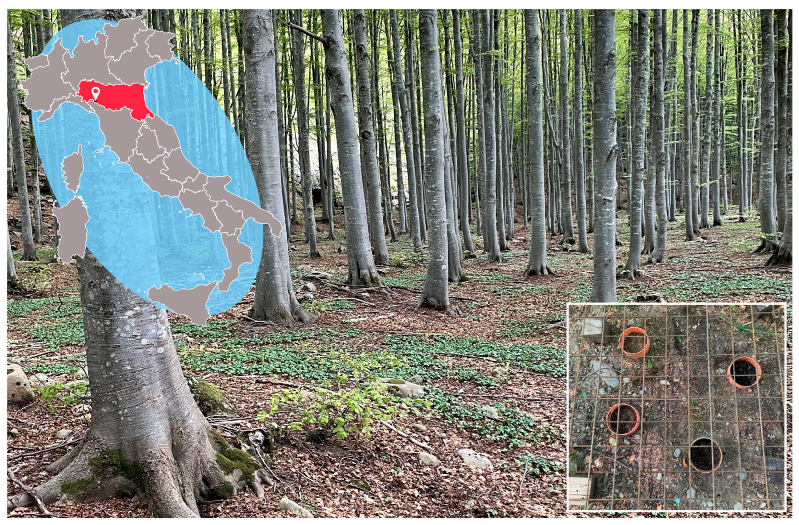 Forests 16 00837 g0a1