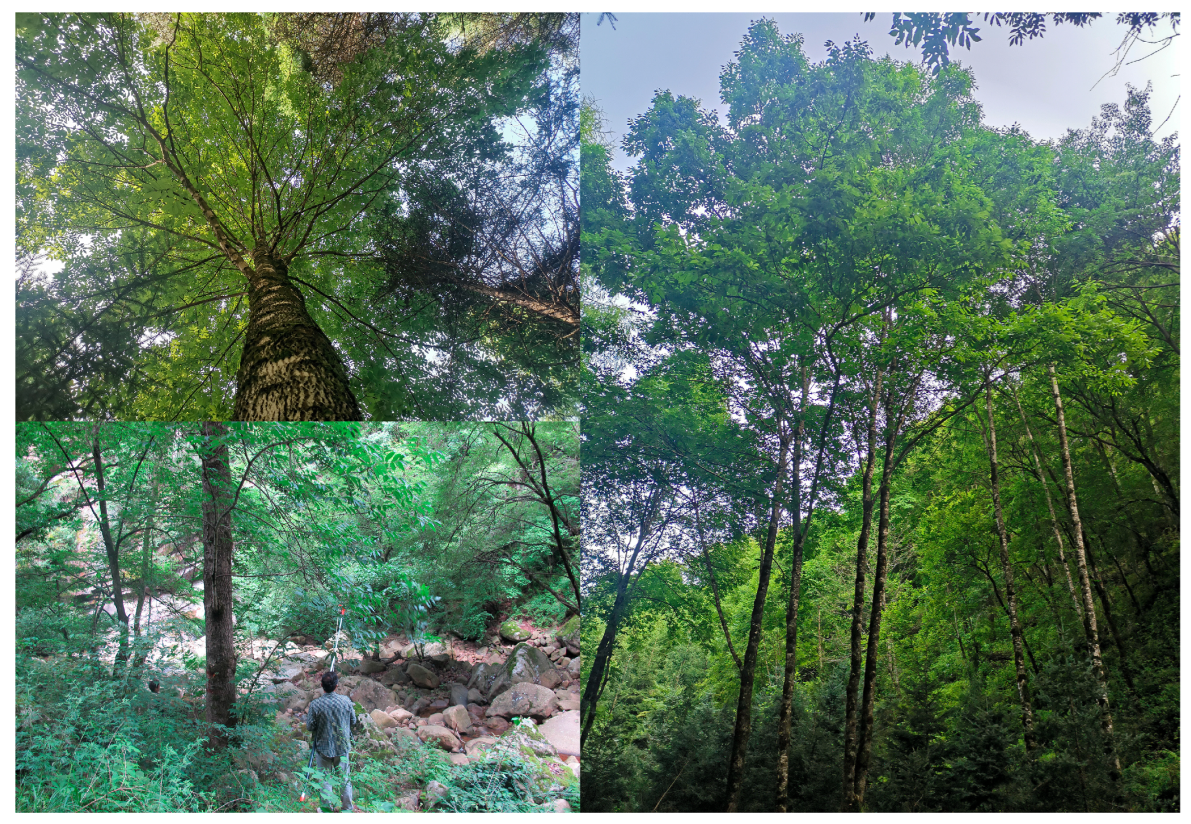 Forests 16 00860 g001