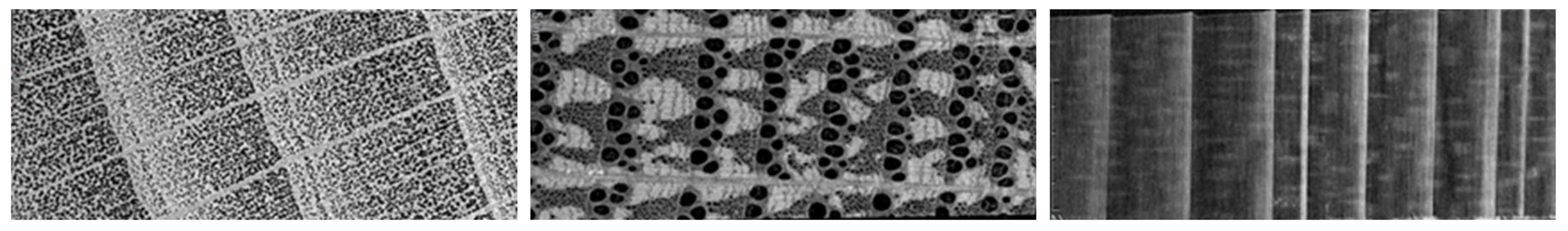 Forests 16 00881 g011