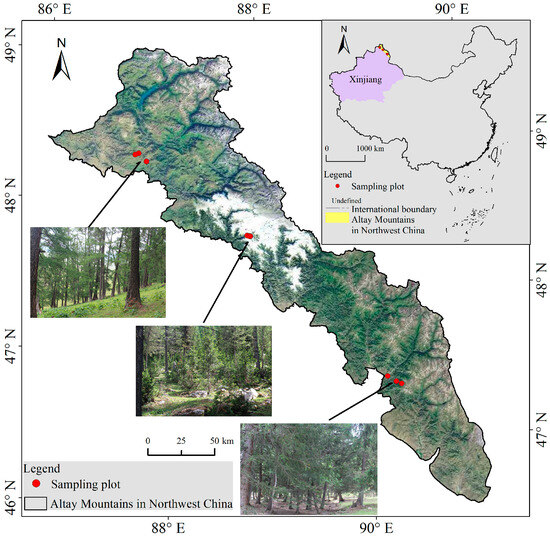 Structure and Regeneration Differentiation of Coniferous