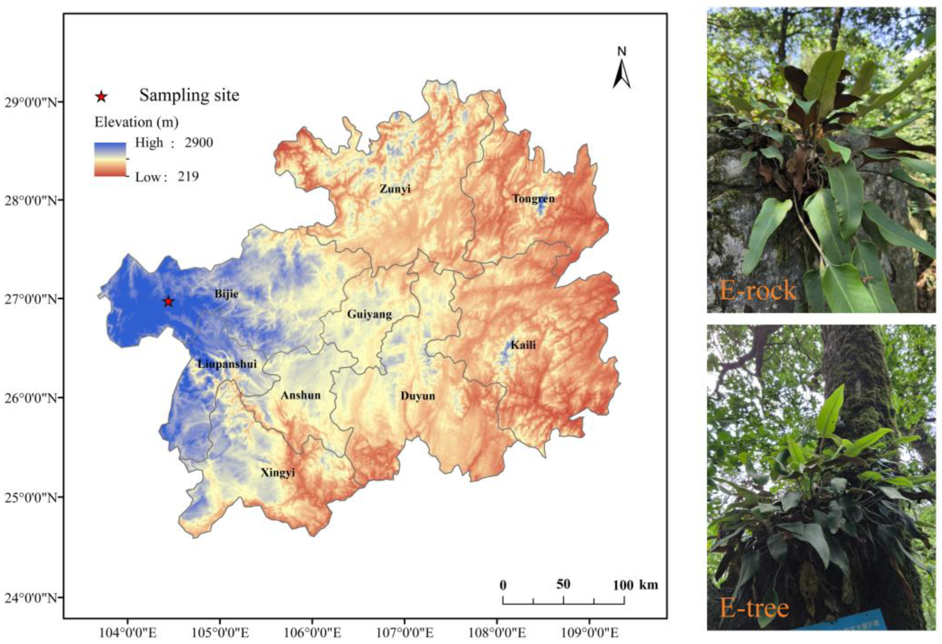 Forests 16 00903 g001
