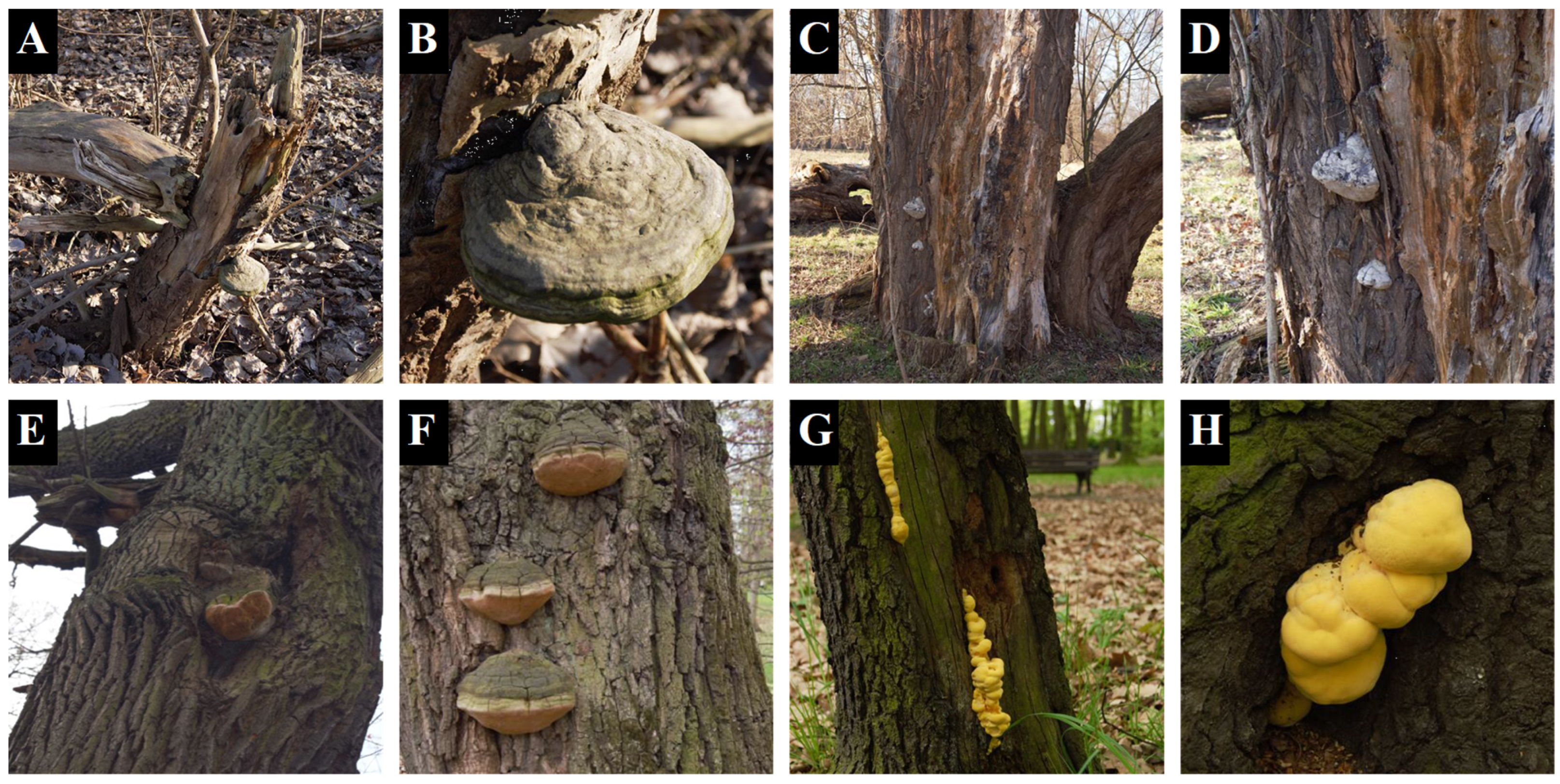 Forests 16 00908 g0a1 Forests 16 00908 g0a1