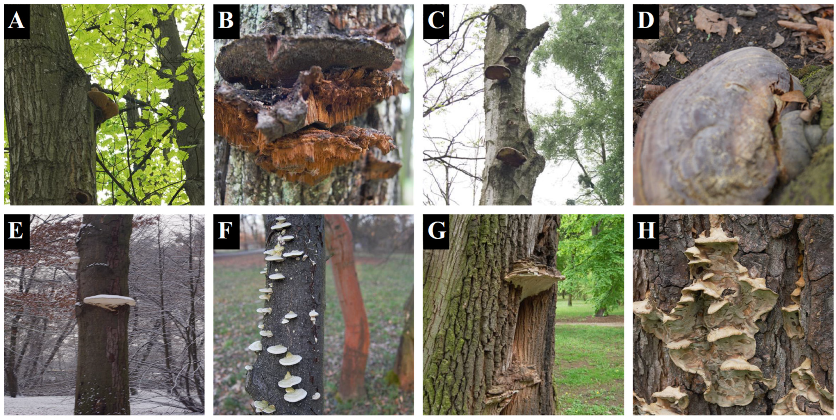 Forests 16 00908 g0a2 Forests 16 00908 g0a2