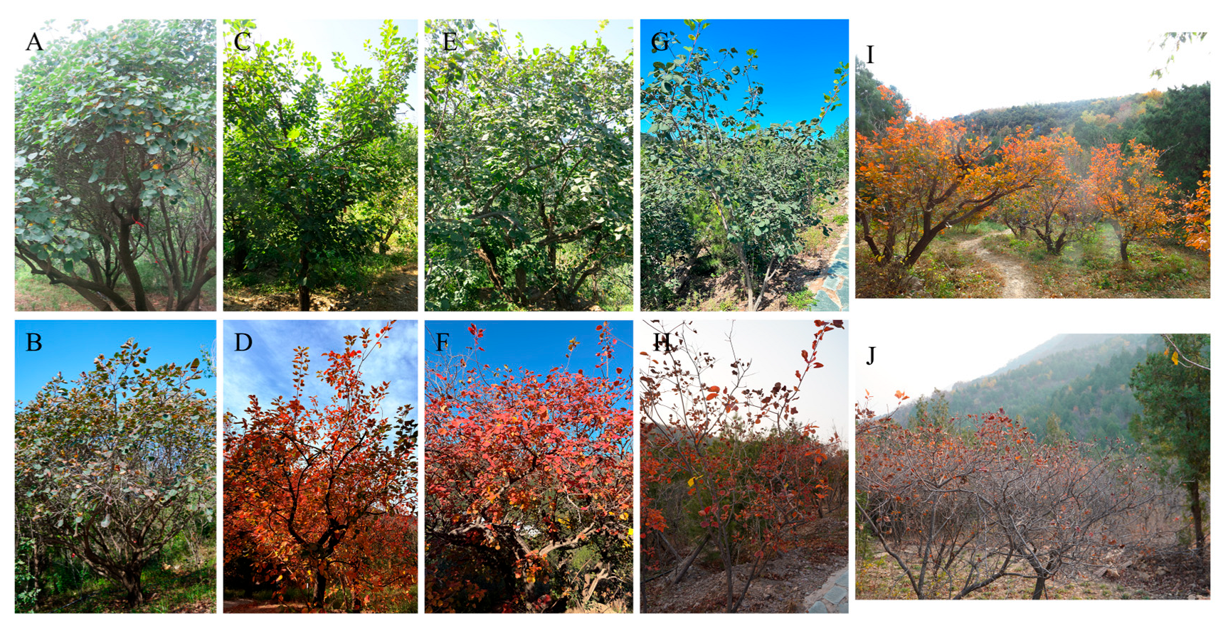 Forests 16 00914 g005 Forests 16 00914 g005