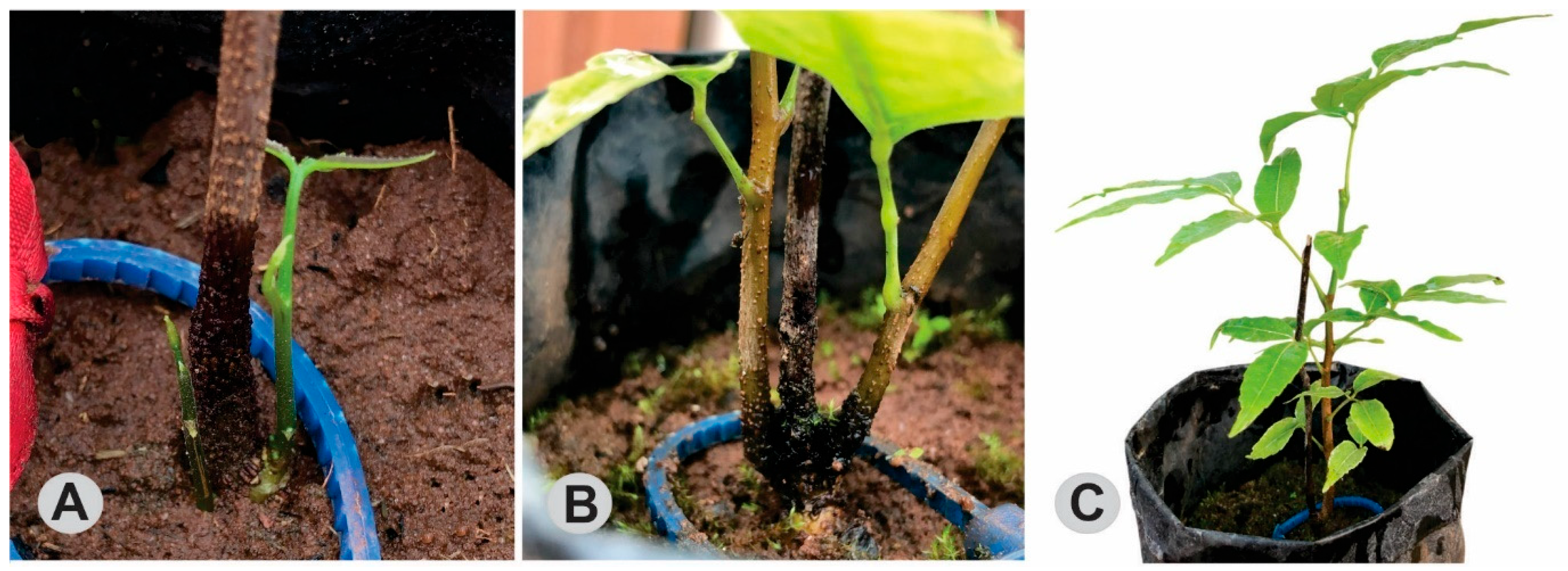 Forests 16 00923 g001 Forests 16 00923 g001