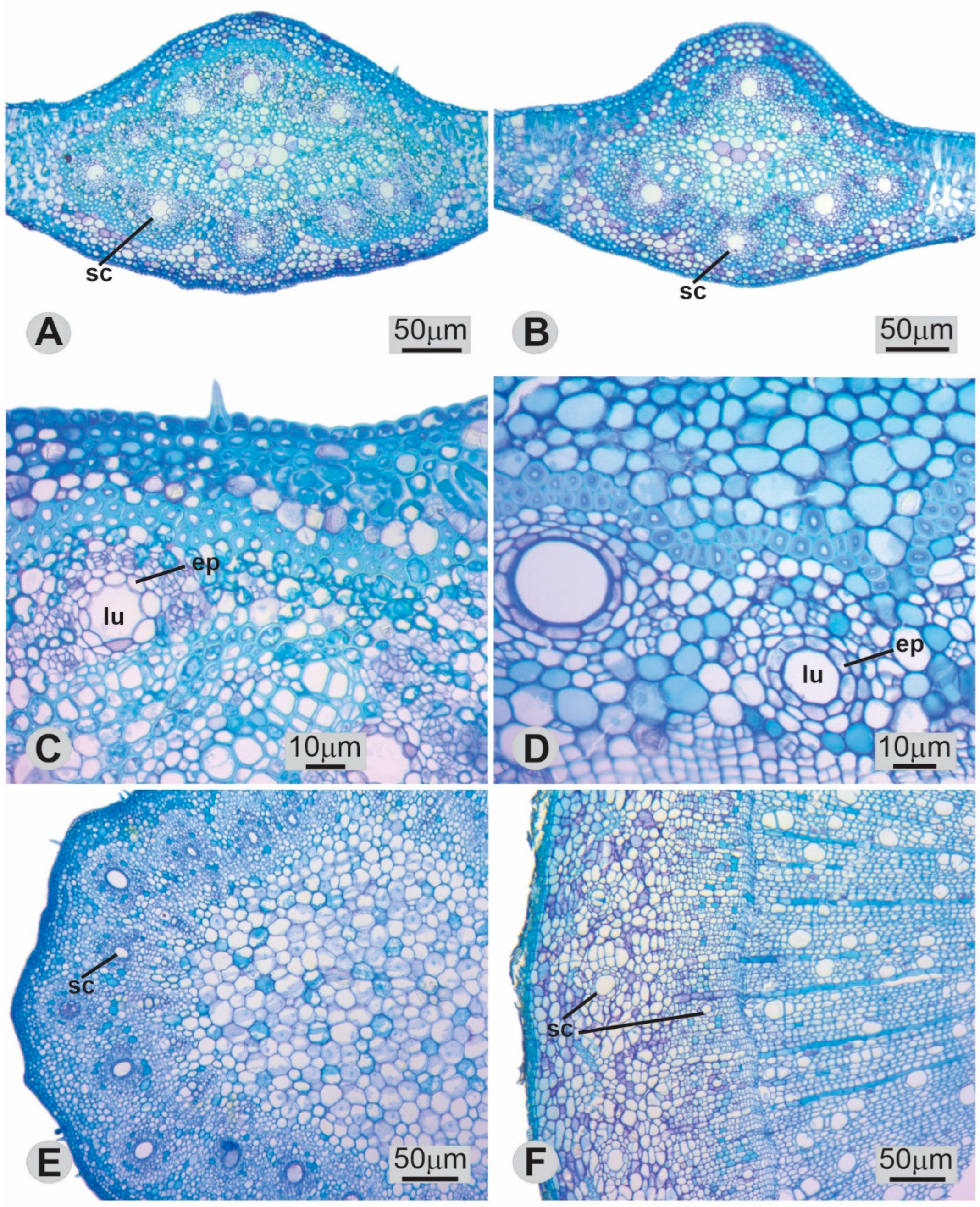 Forests 16 00923 g002 Forests 16 00923 g002