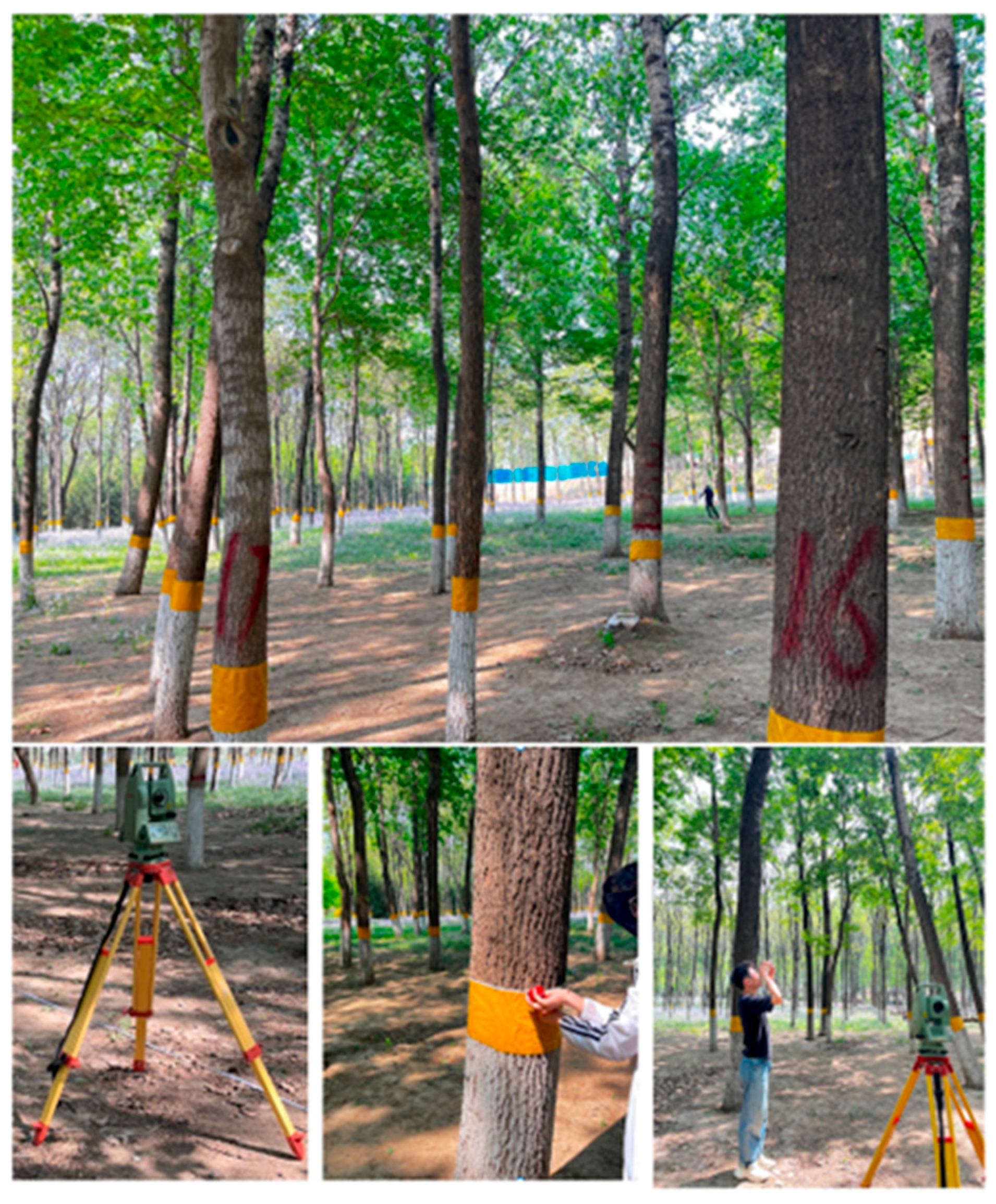 Forests 16 00927 g002