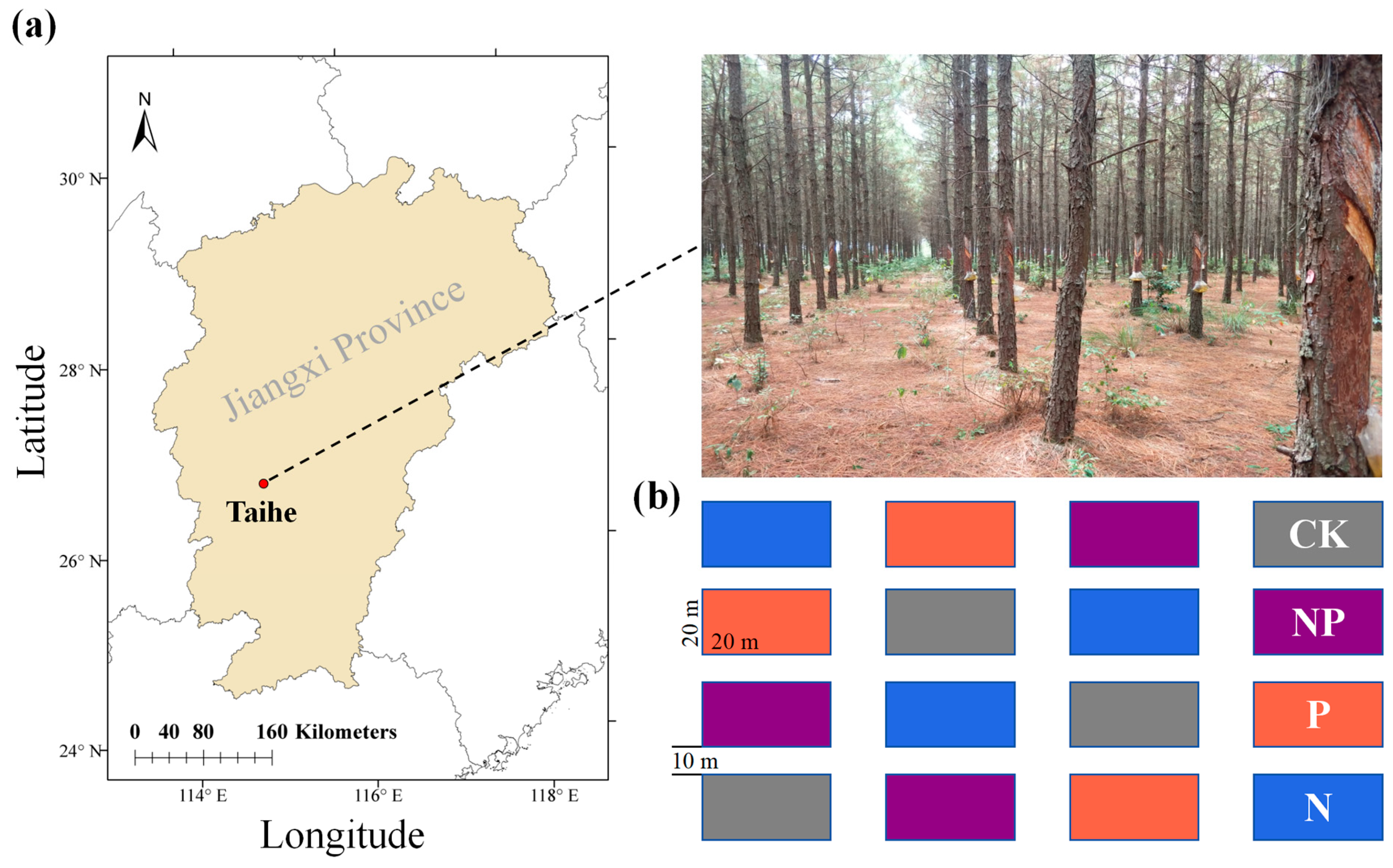 Forests 16 00928 g001