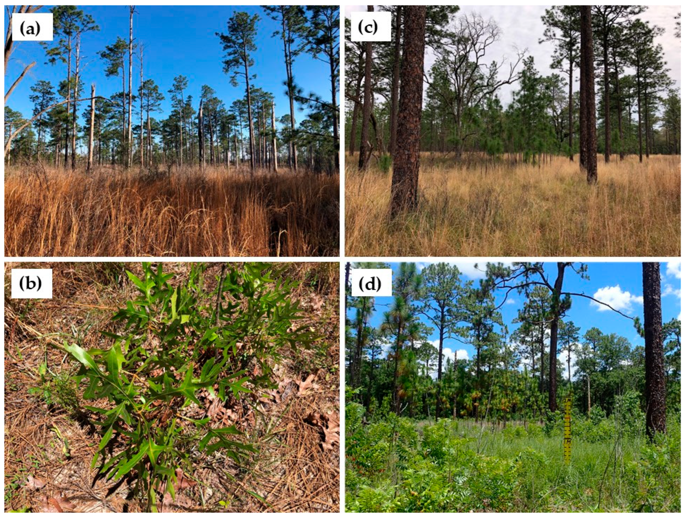 Forests 16 00932 g001