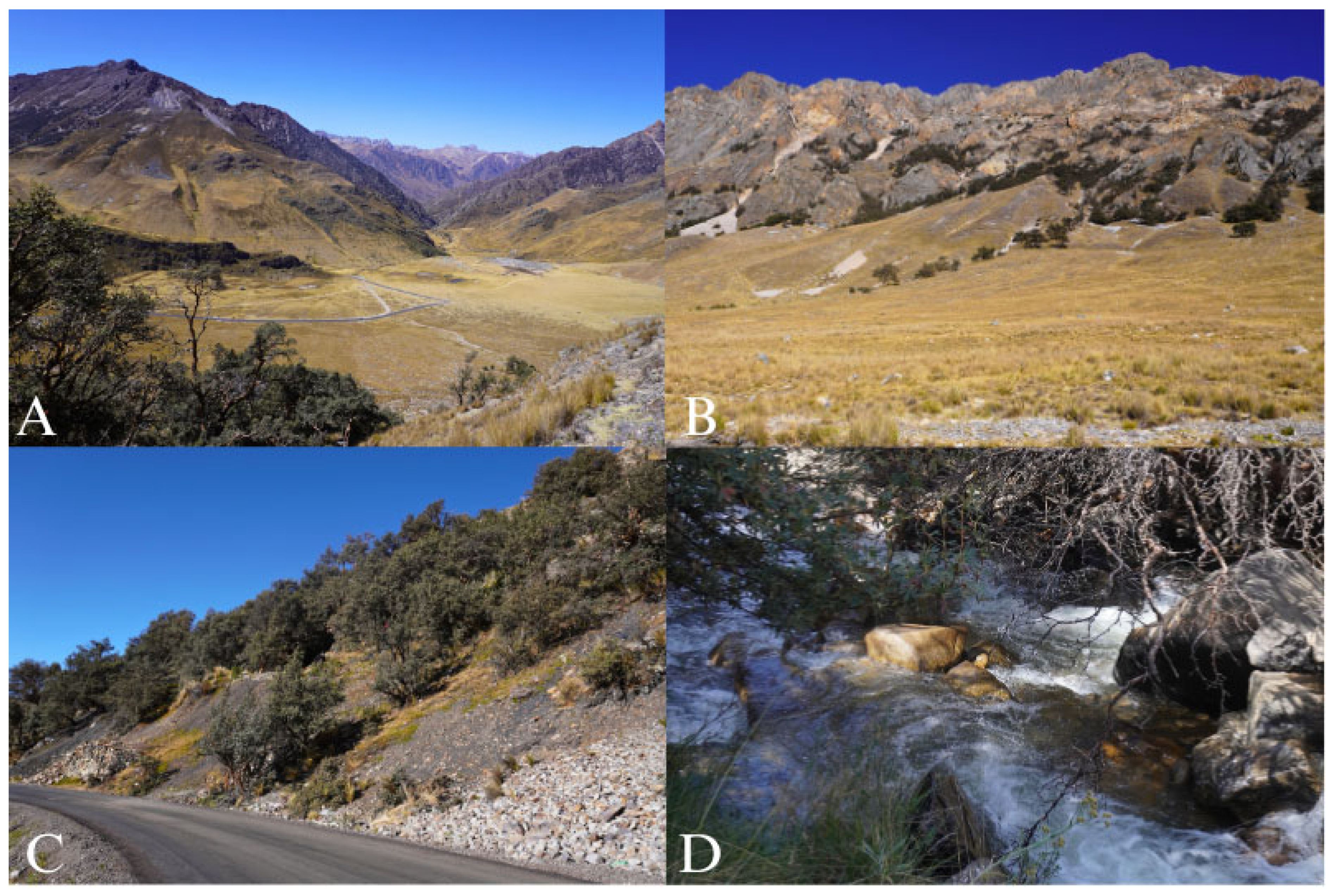 Forests 16 00957 g002