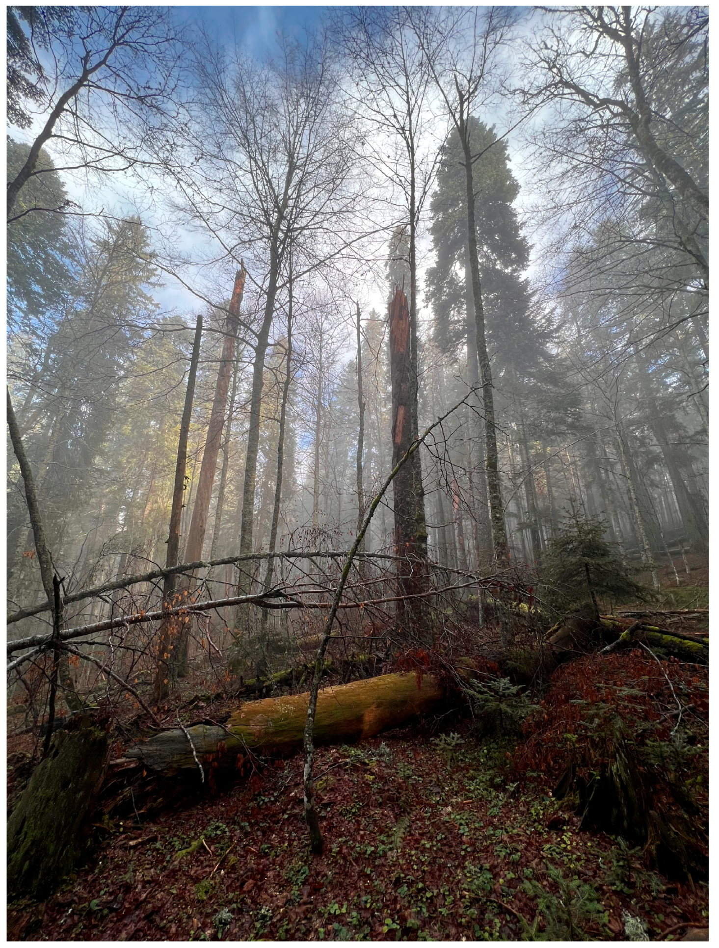 Forests 16 00988 g008